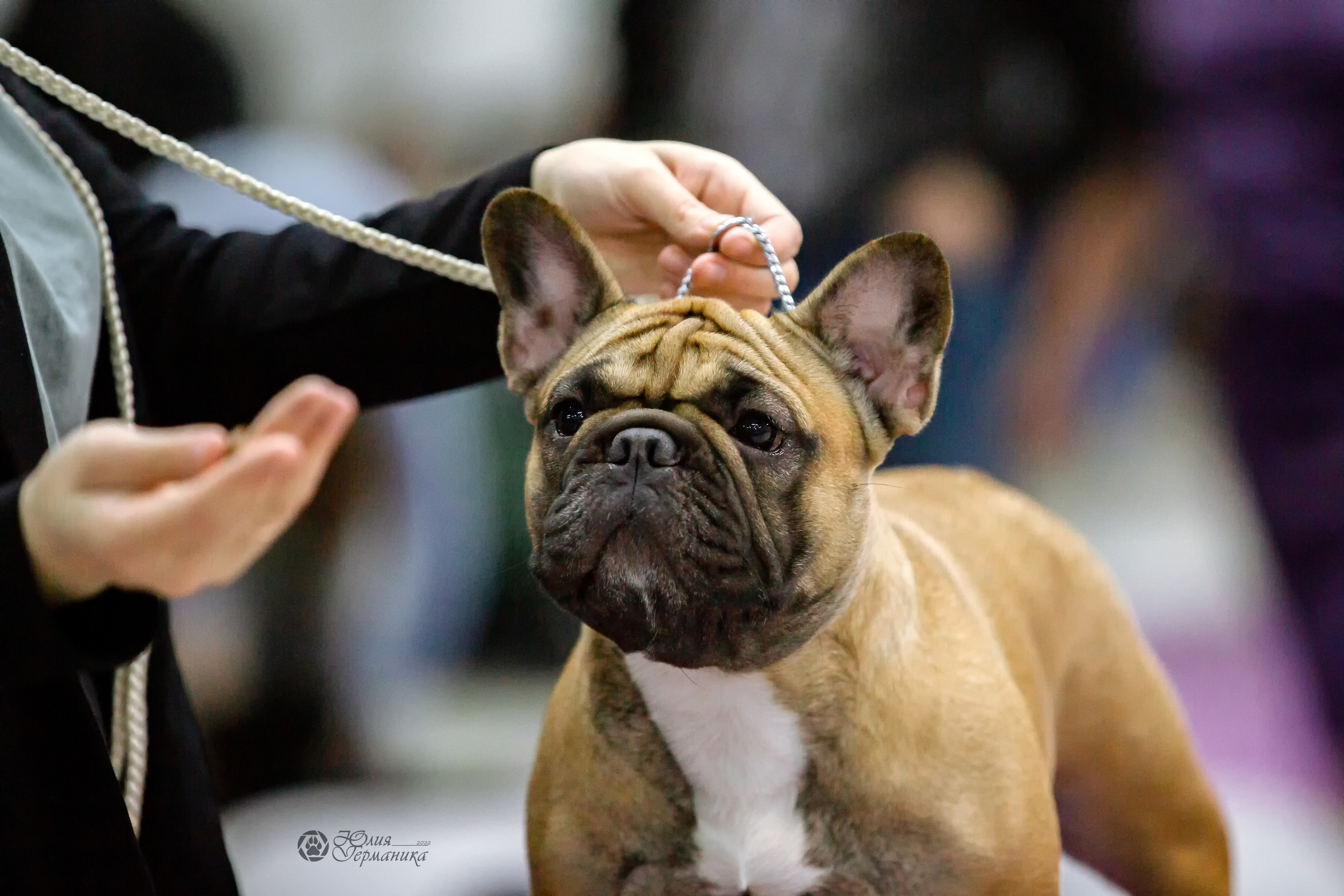 Чайна-Таун 24 и 27 марта 2022. Фотограф-анималист Юлия Германика