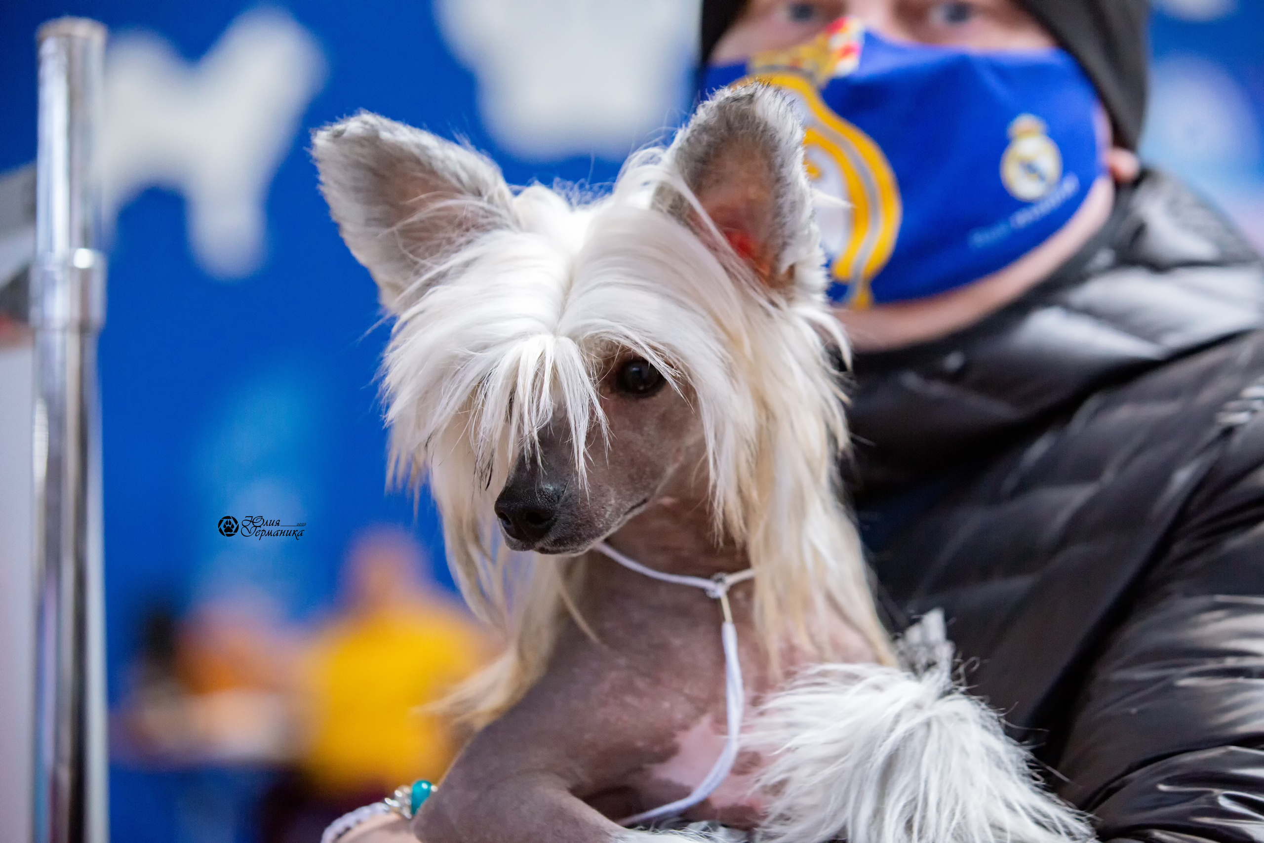 Минск 2хCACIB 5-6 марта 2022. Фотограф-анималист Юлия Германика