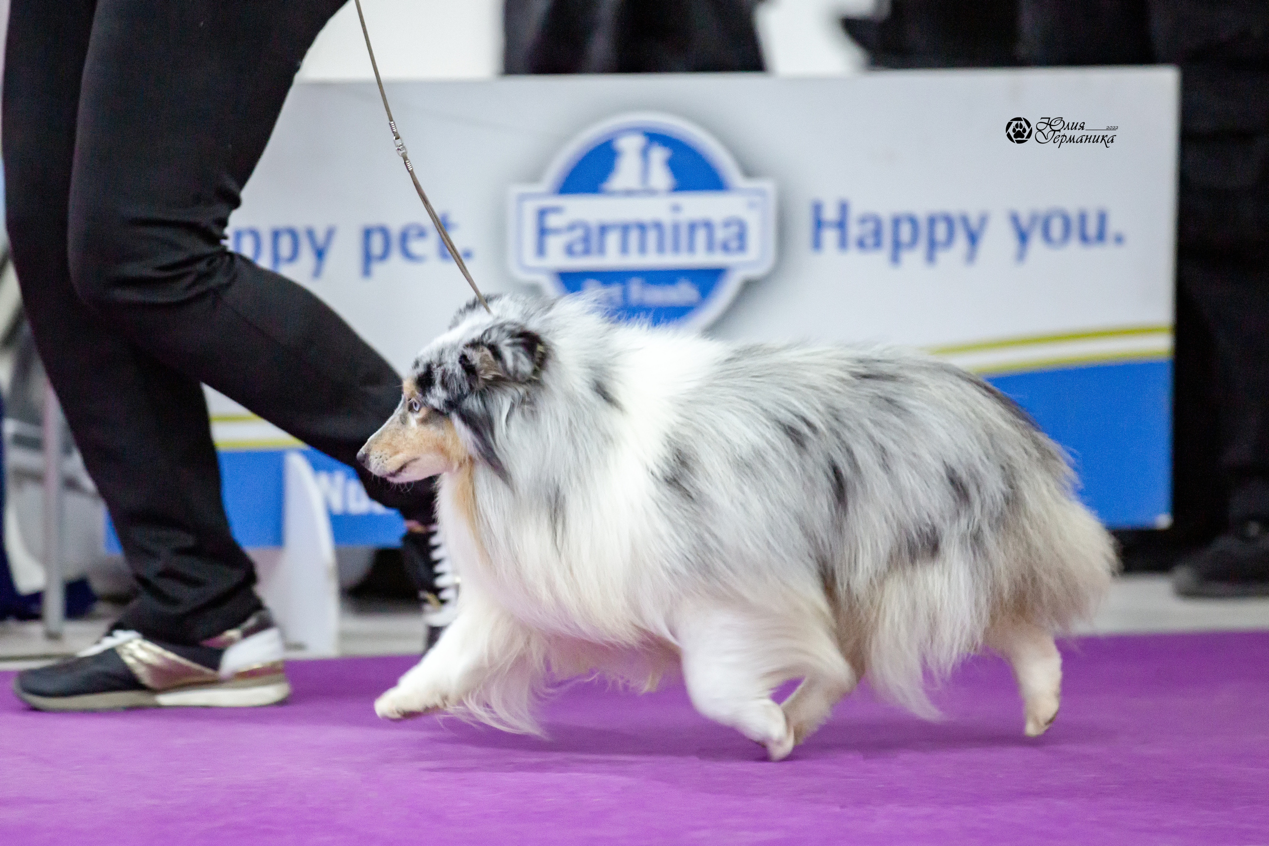 Чайна-Таун 29-30 января 2022. Фотограф-анималист Юлия Германика