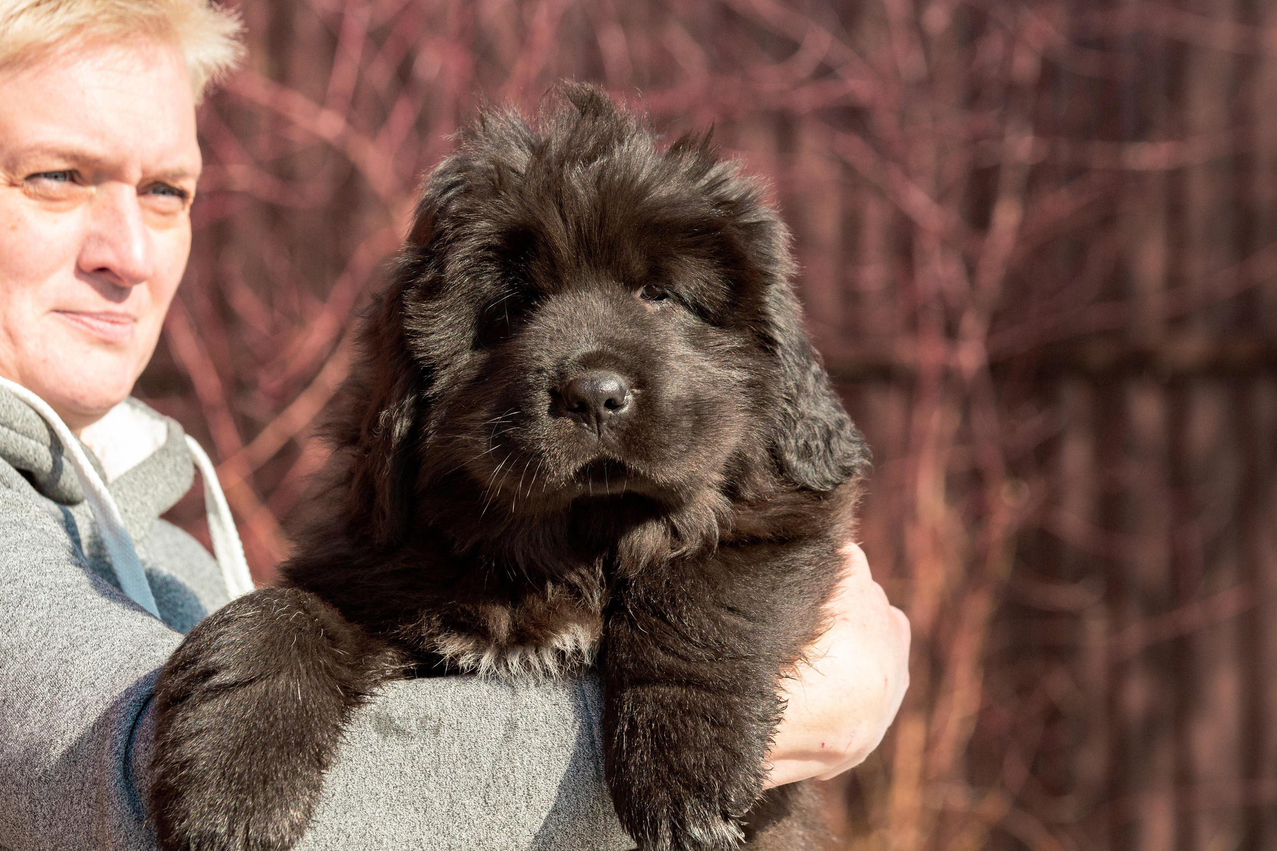 Съёмки щенков и котят. Фотограф-анималист Юлия Германика