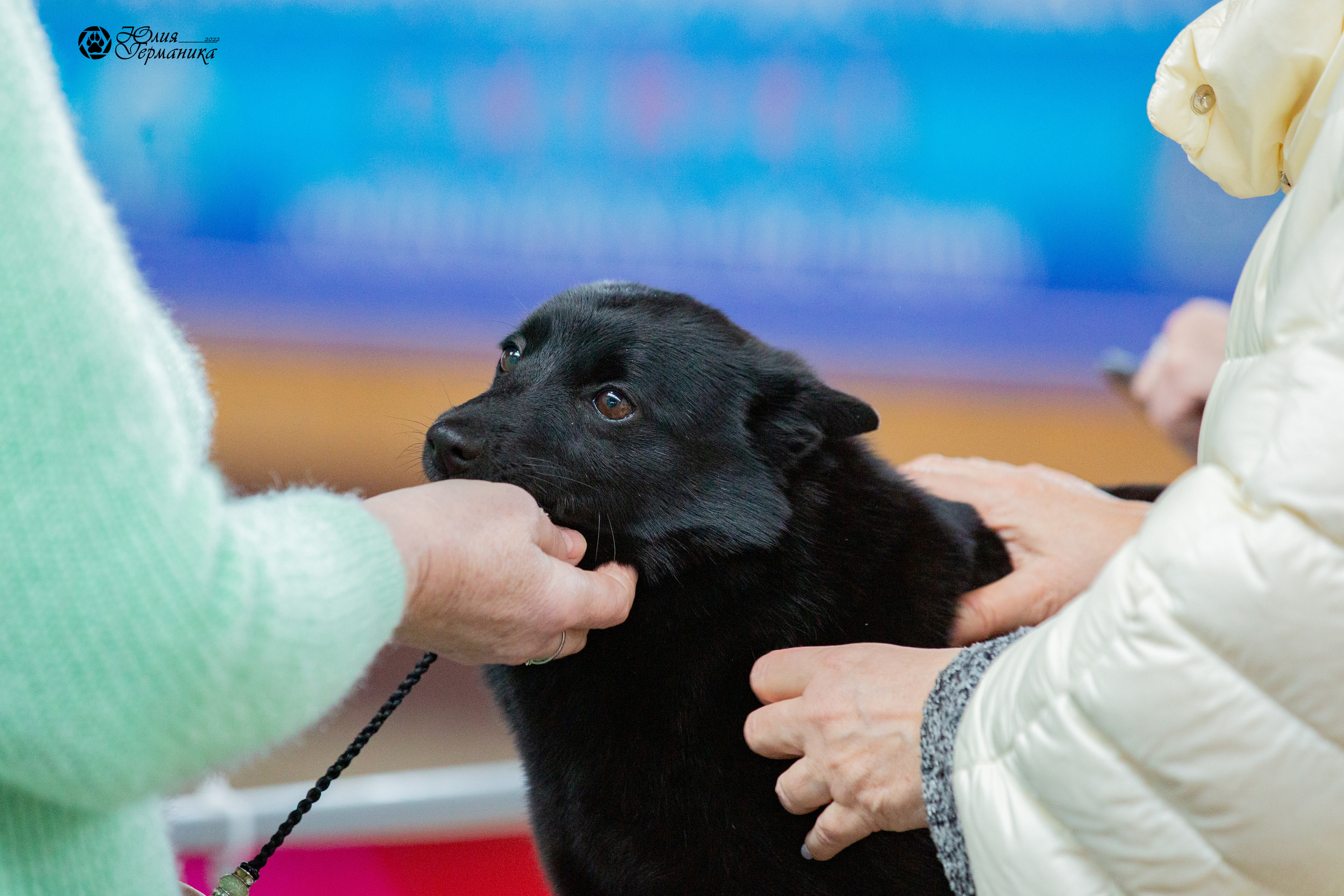 Минск 2хCACIB 5-6 марта 2022. Фотограф-анималист Юлия Германика