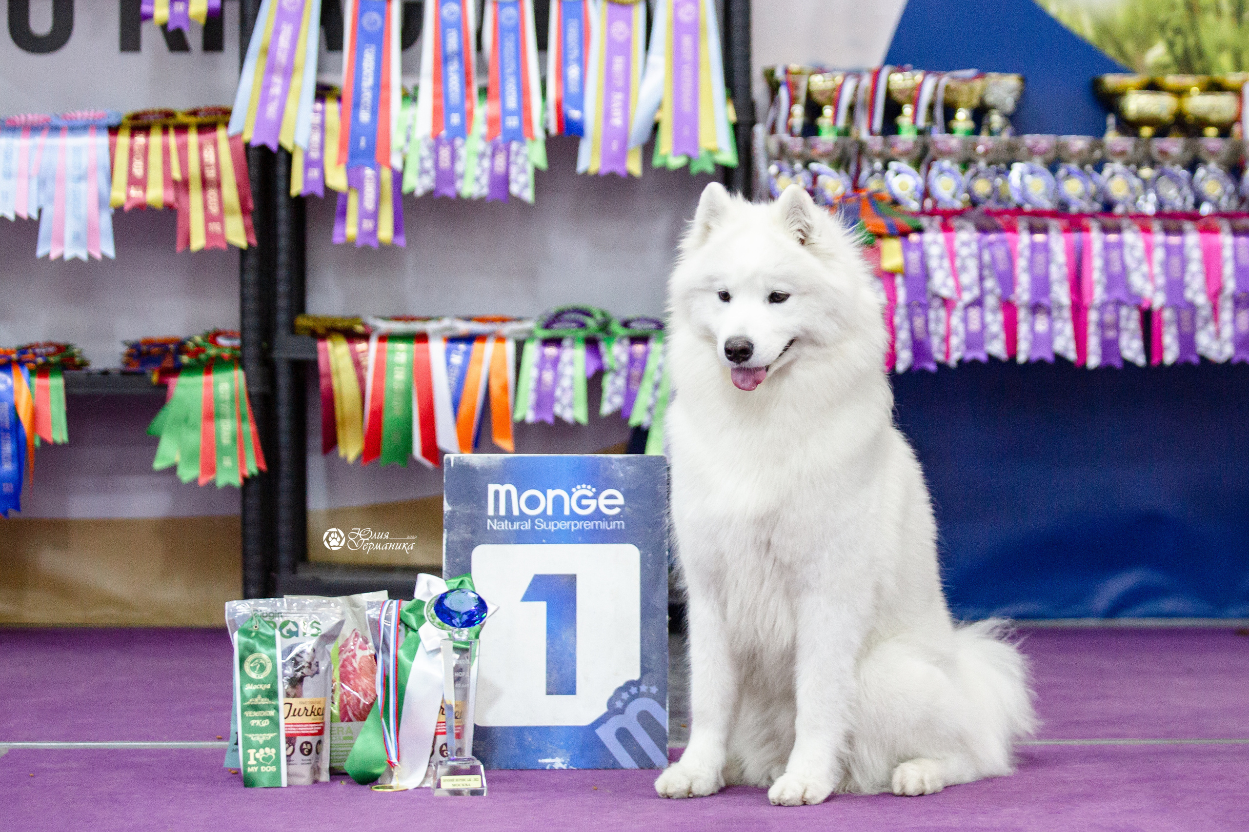 Чайна-Таун 12-13 февраля 2022. Фотограф-анималист Юлия Германика