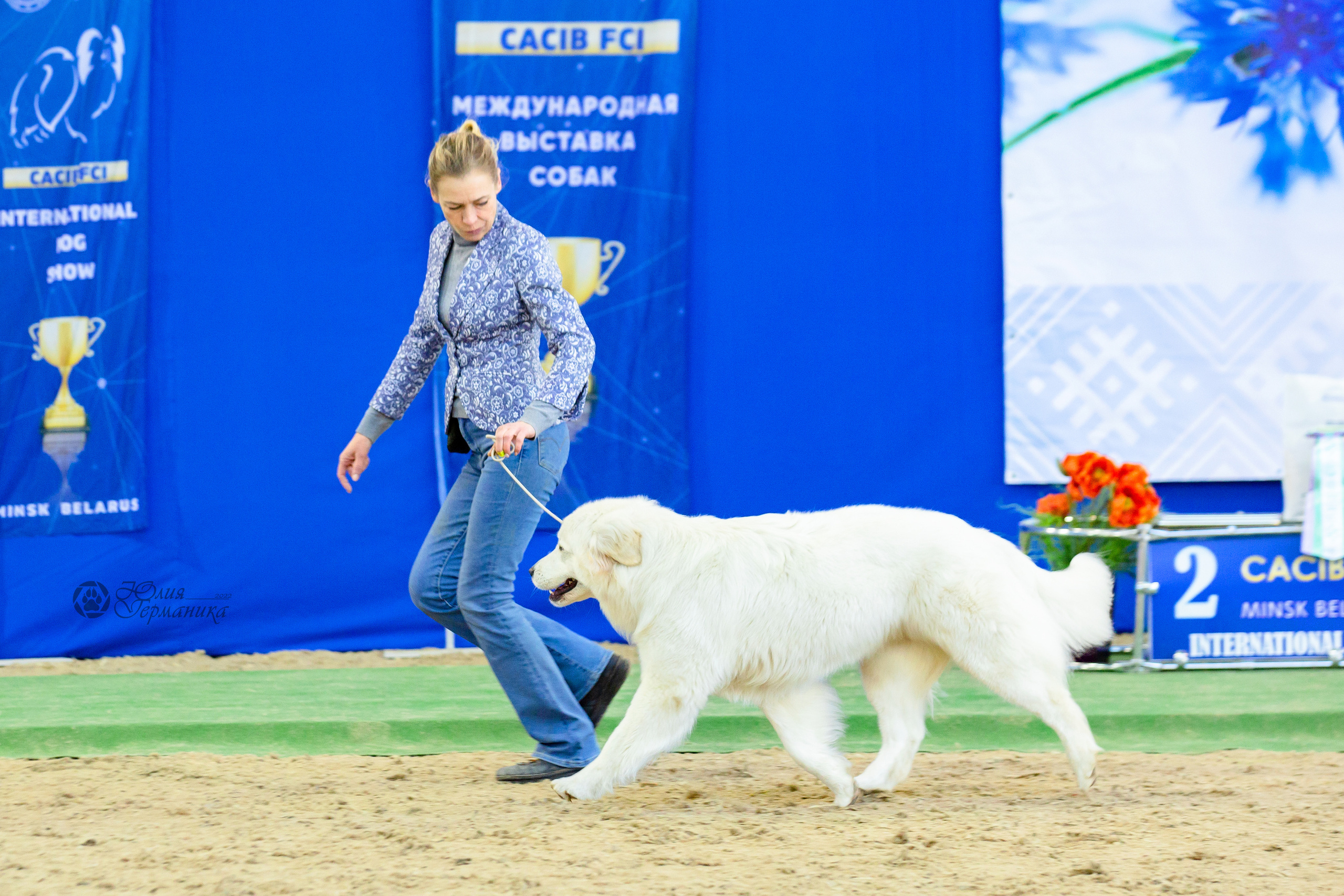 Минск 2хCACIB 5-6 марта 2022. Фотограф-анималист Юлия Германика