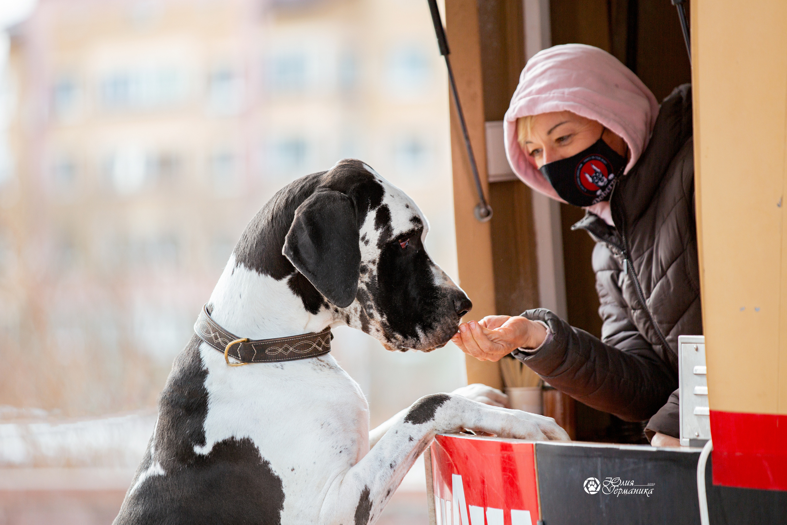 Минск 2хCACIB 5-6 марта 2022. Фотограф-анималист Юлия Германика