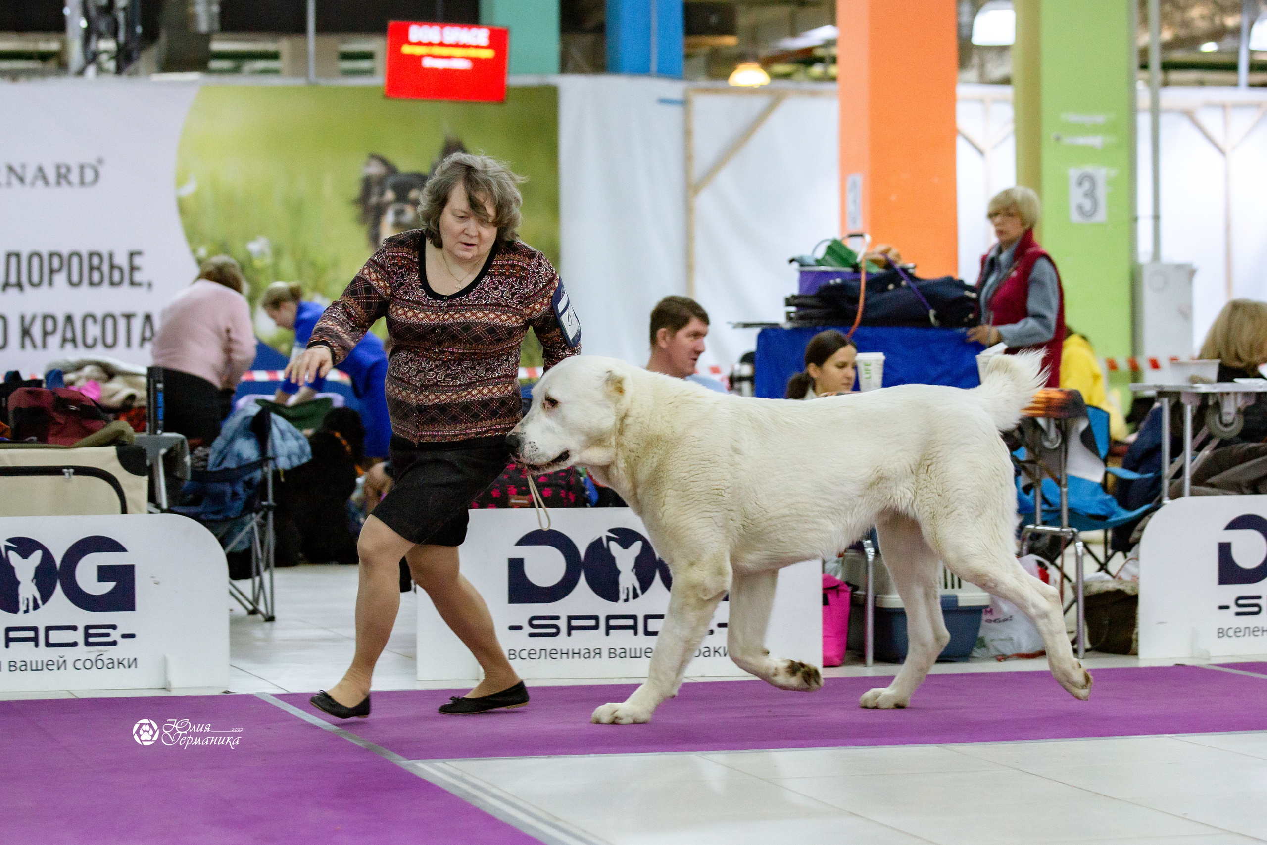 Чайна-Таун 13 и 20 марта 2022. Фотограф-анималист Юлия Германика