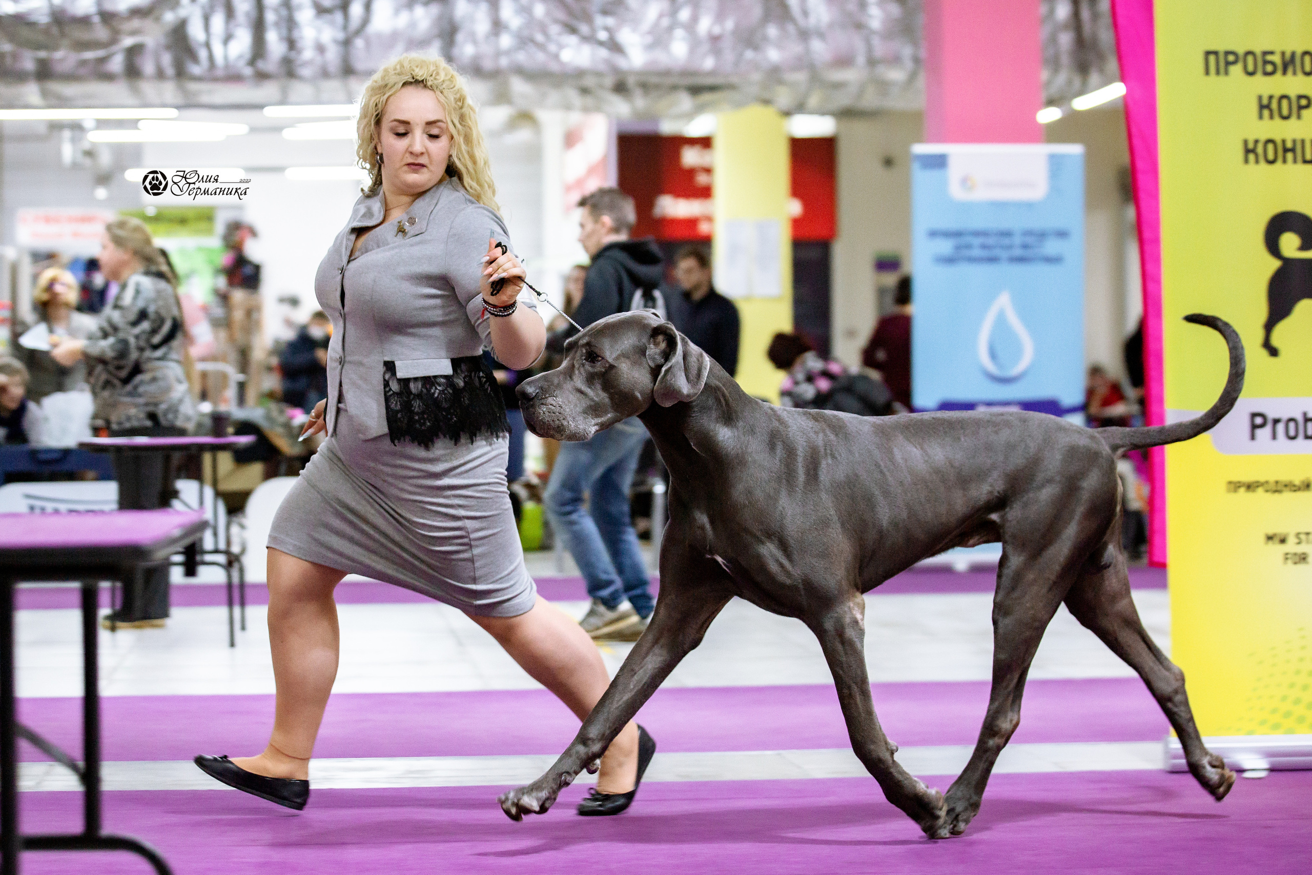 Чайна-Таун 23 февраля 2022. Фотограф-анималист Юлия Германика