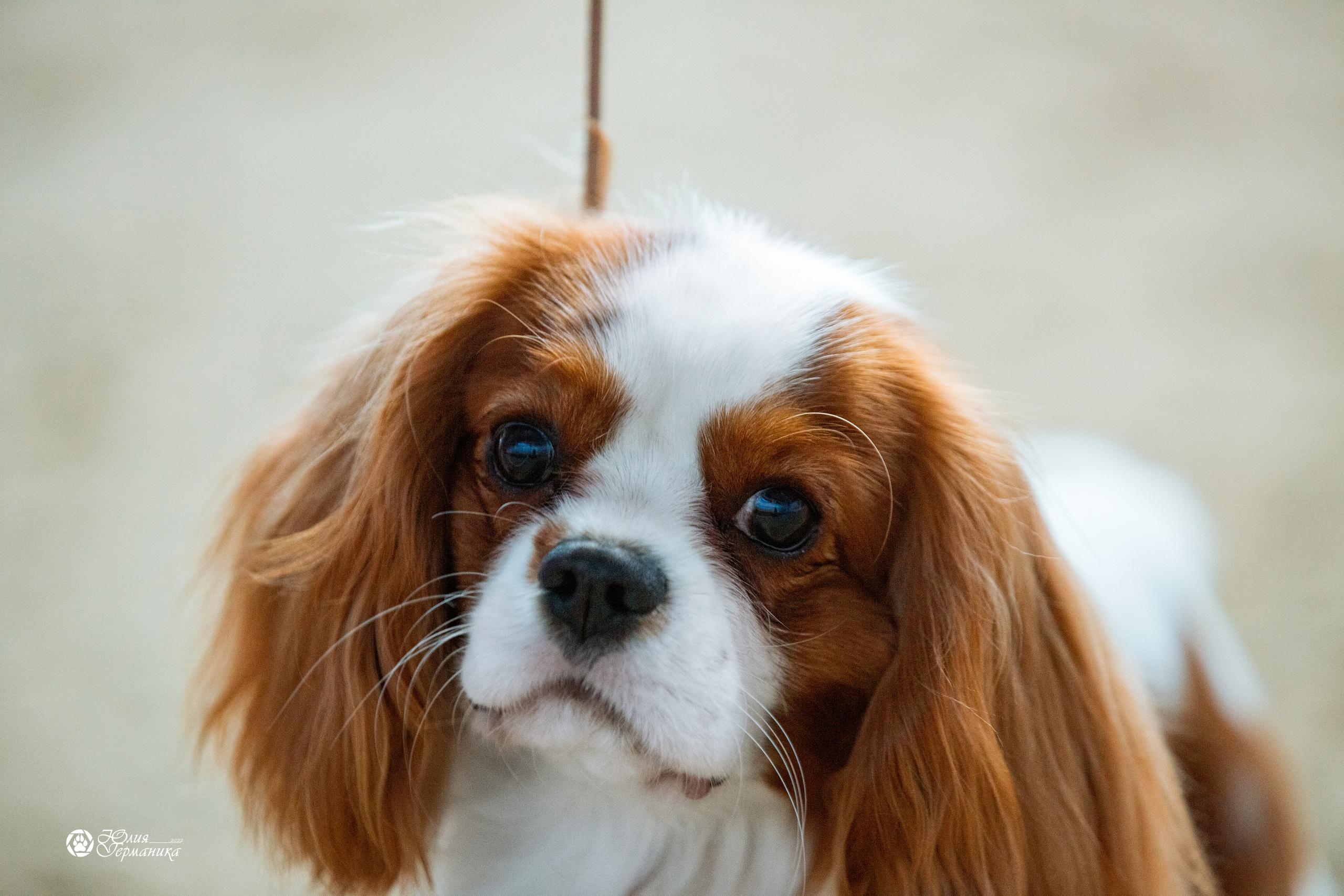 Минск 2хCACIB 5-6 марта 2022. Фотограф-анималист Юлия Германика