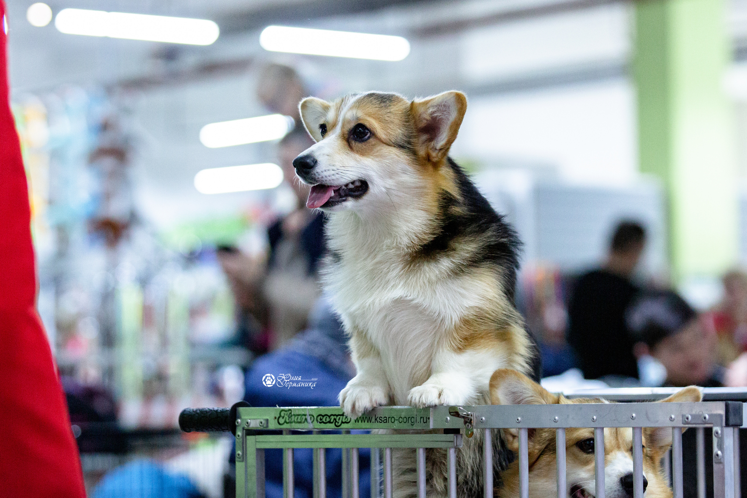 Чайна-Таун 12-13 февраля 2022. Фотограф-анималист Юлия Германика