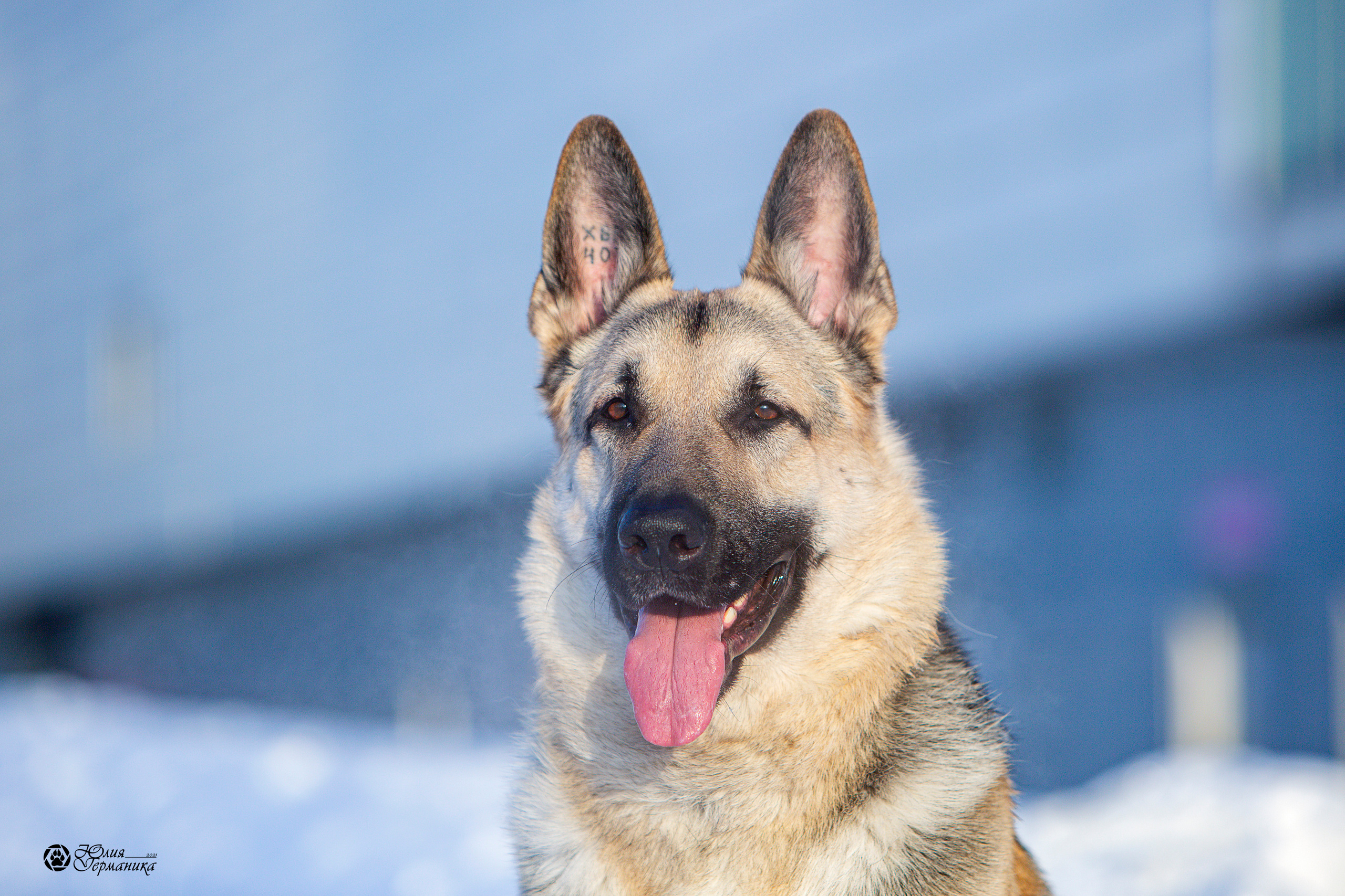 Свободная съемка. Фотограф-анималист Юлия Германика