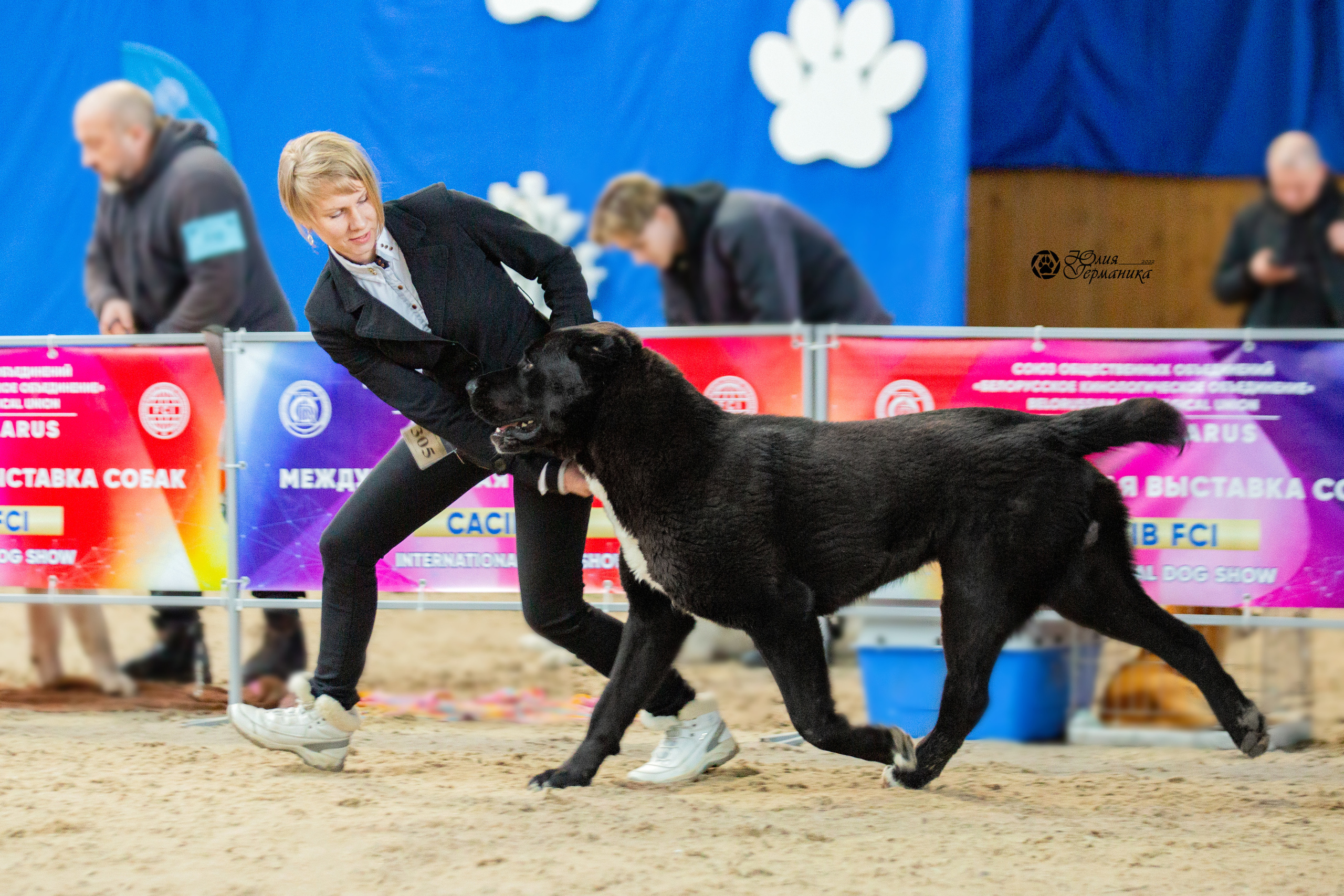 Минск 2хCACIB 5-6 марта 2022. Фотограф-анималист Юлия Германика