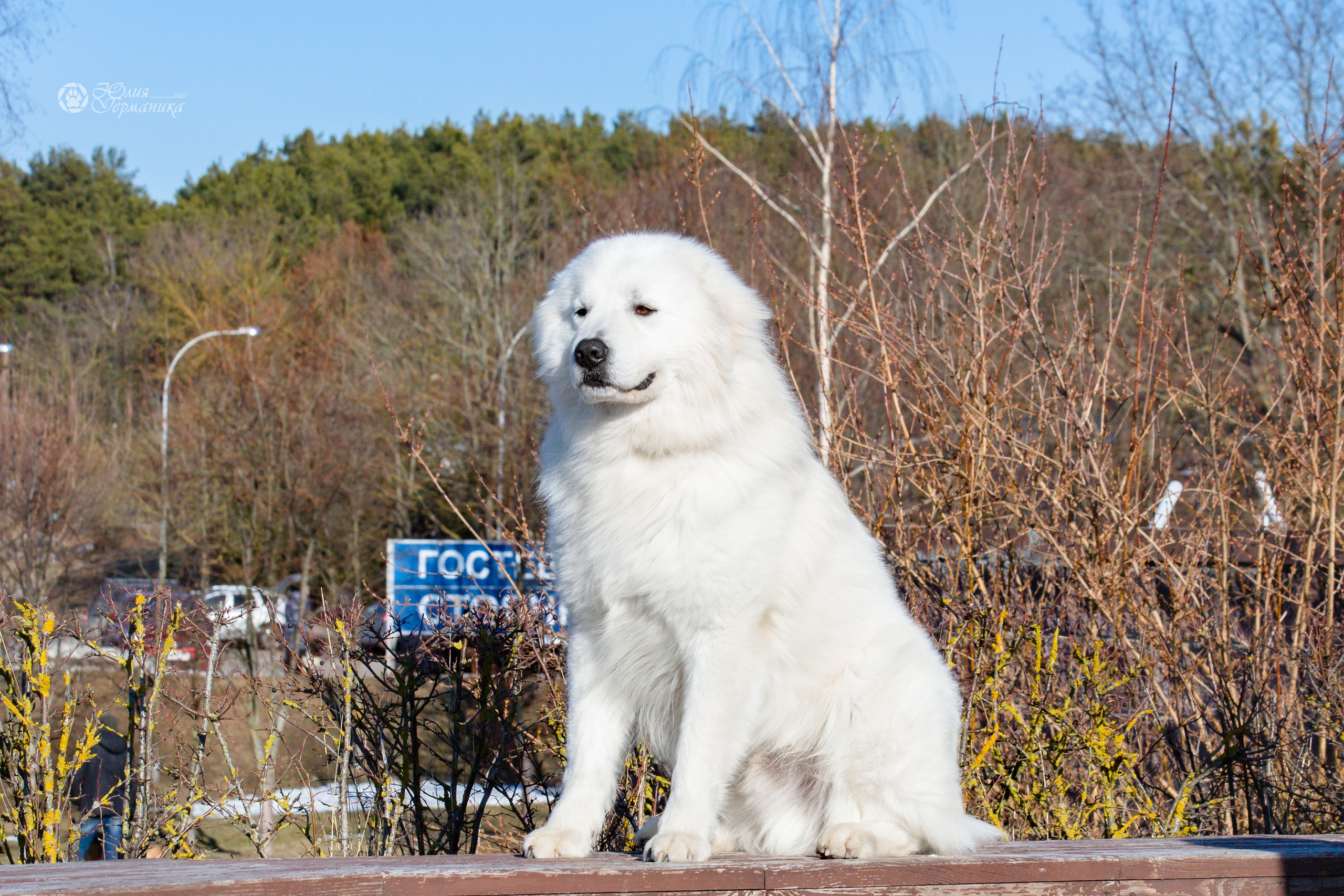 Минск 2хCACIB 5-6 марта 2022. Фотограф-анималист Юлия Германика