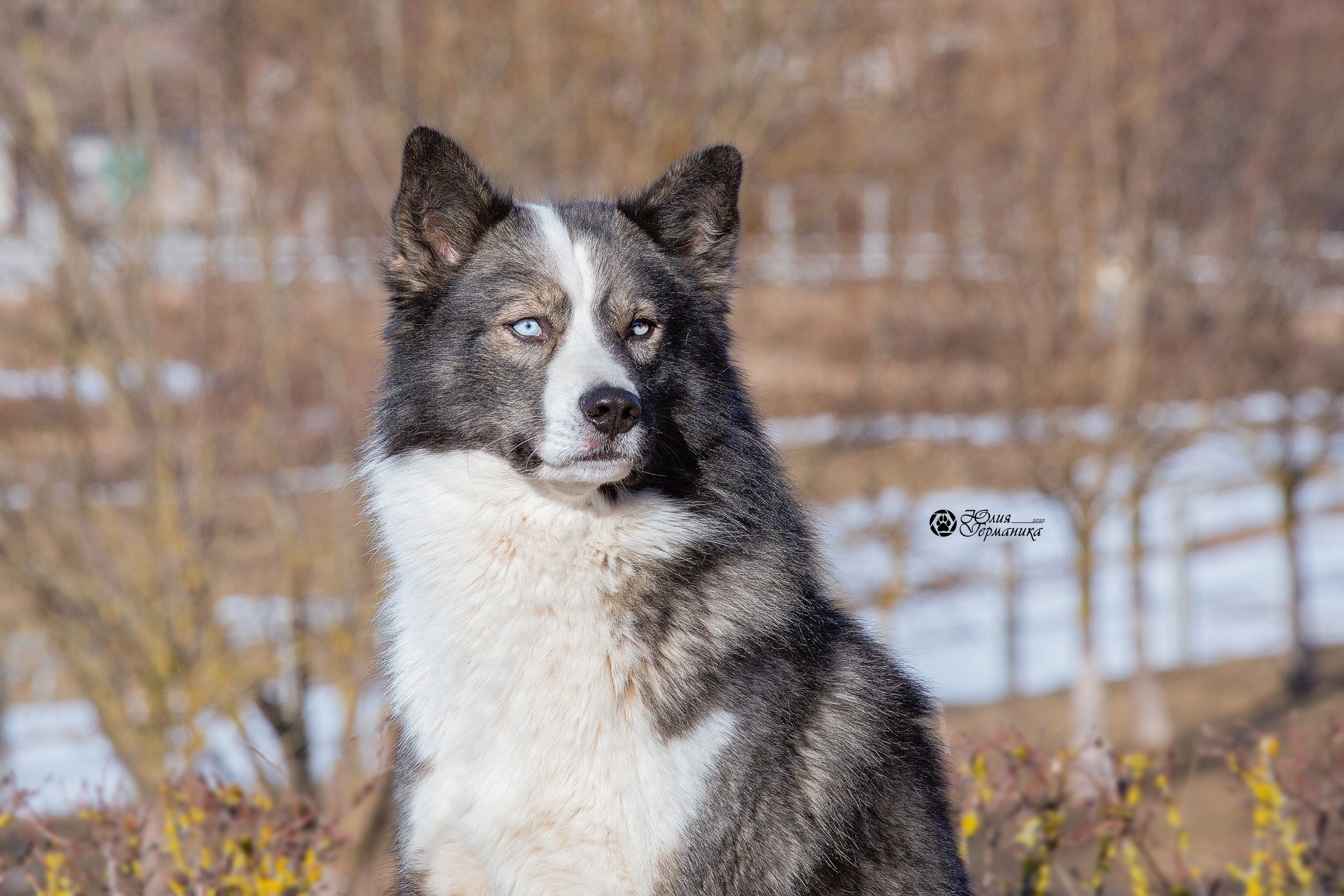 Минск 2хCACIB 5-6 марта 2022. Фотограф-анималист Юлия Германика