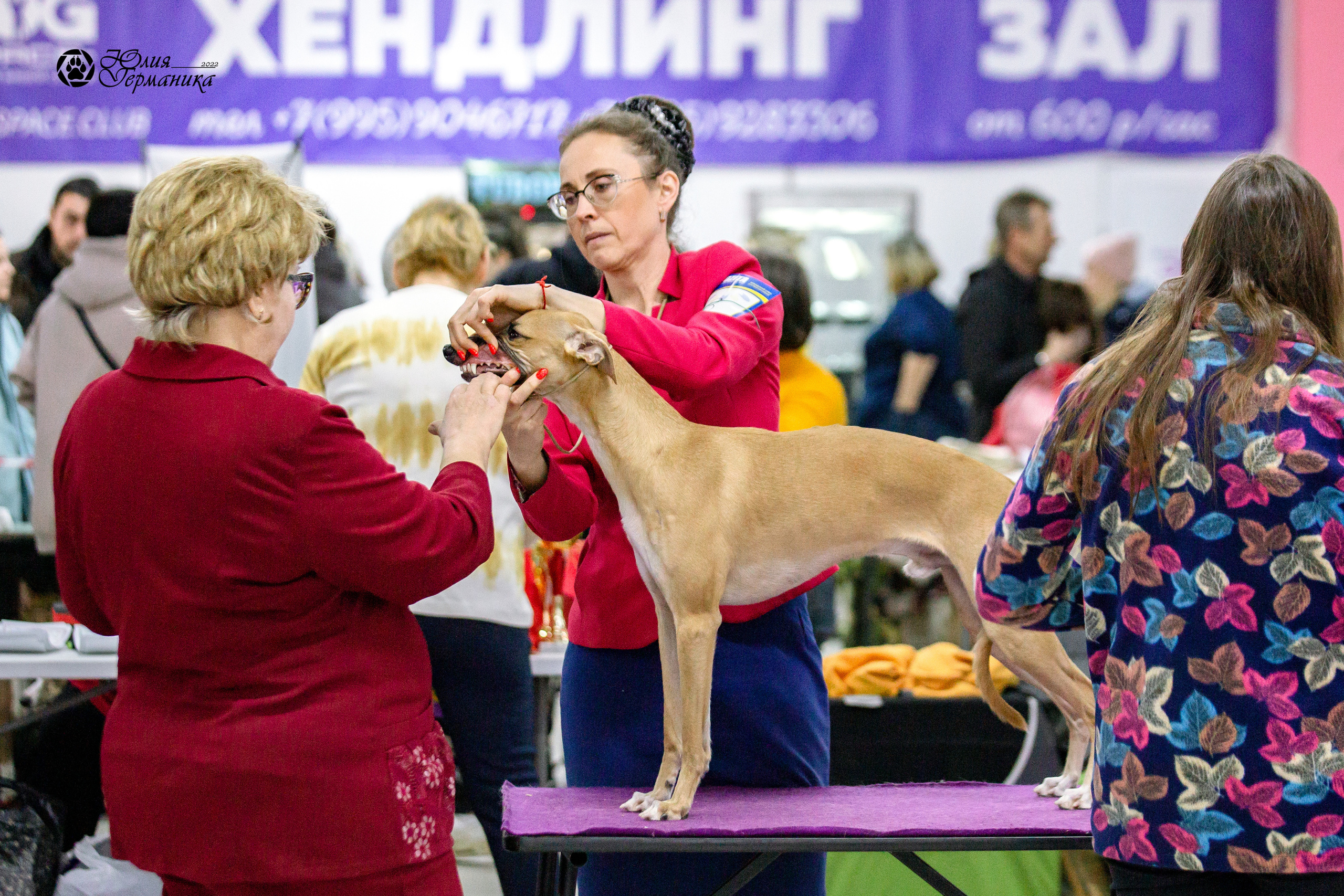 Чайна-Таун 13 и 20 марта 2022. Фотограф-анималист Юлия Германика