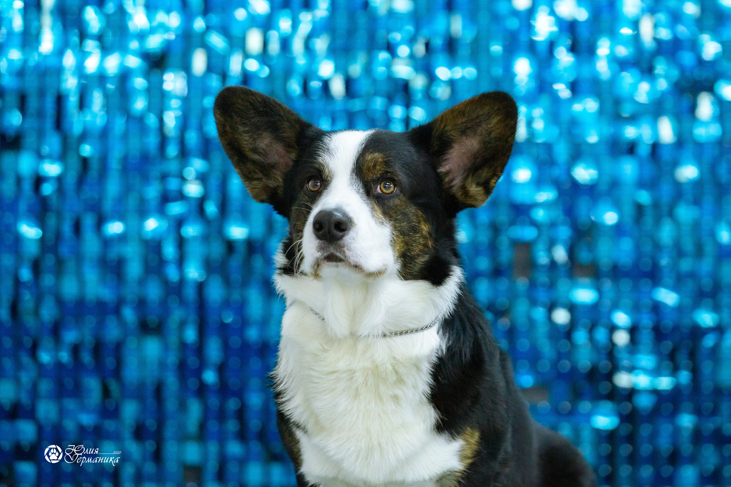 Чайна-Таун 27 февраля 2022. Фотограф-анималист Юлия Германика