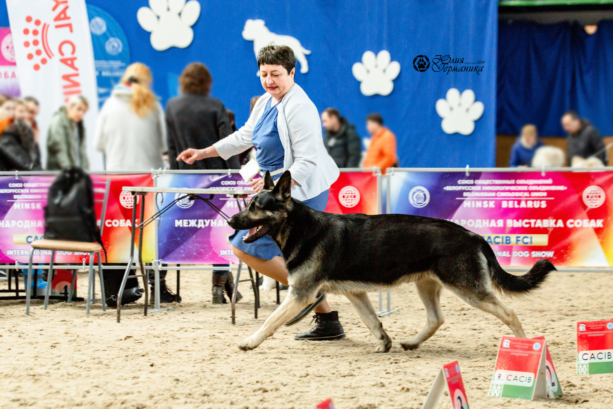 Минск 2хCACIB 5-6 марта 2022. Фотограф-анималист Юлия Германика