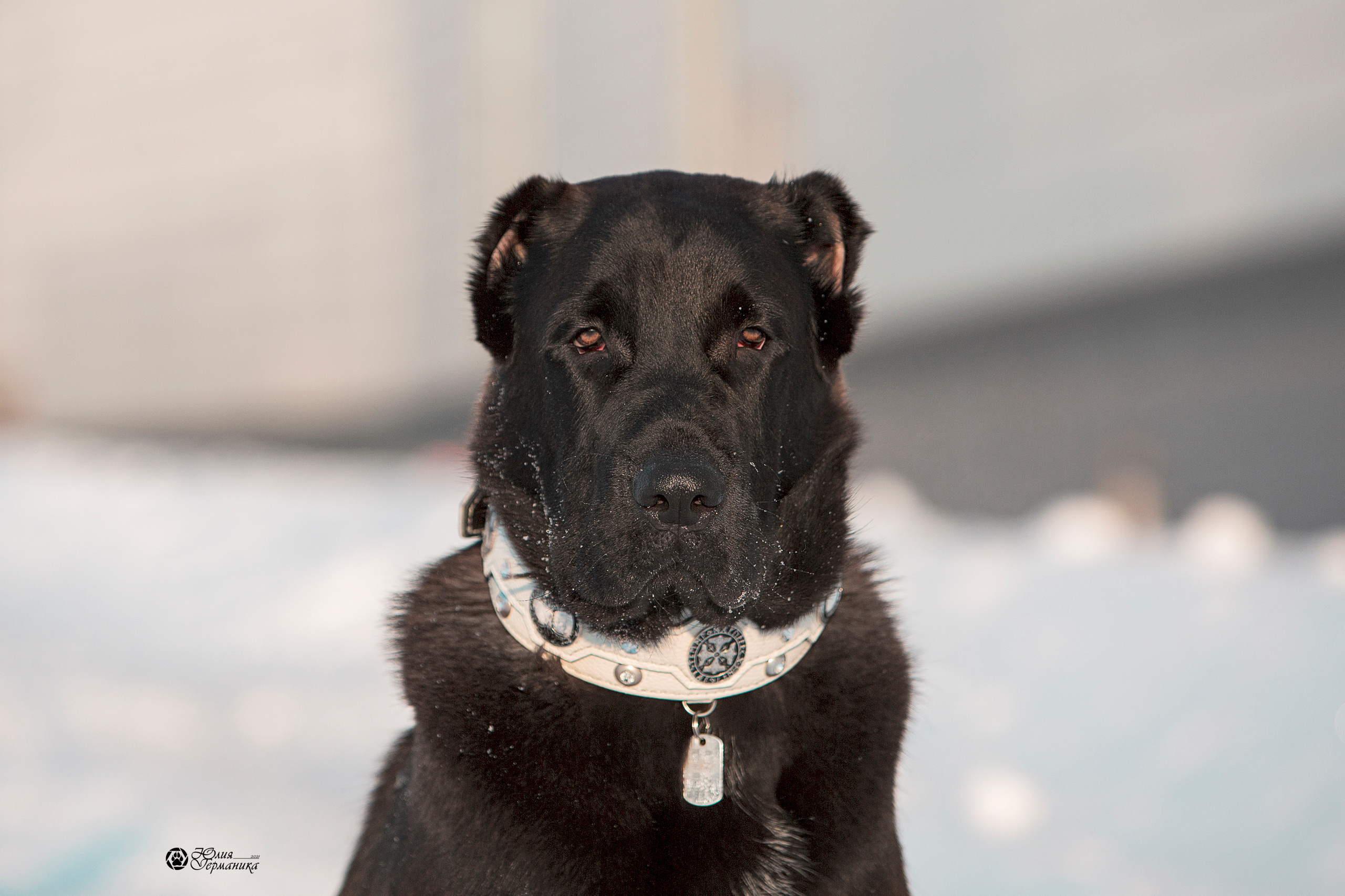 Свободная съемка. Фотограф-анималист Юлия Германика