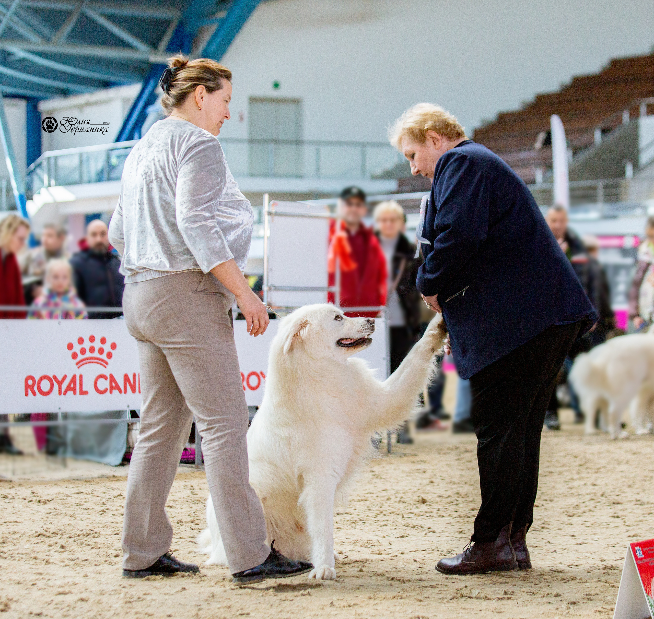 Минск 2хCACIB 5-6 марта 2022. Фотограф-анималист Юлия Германика