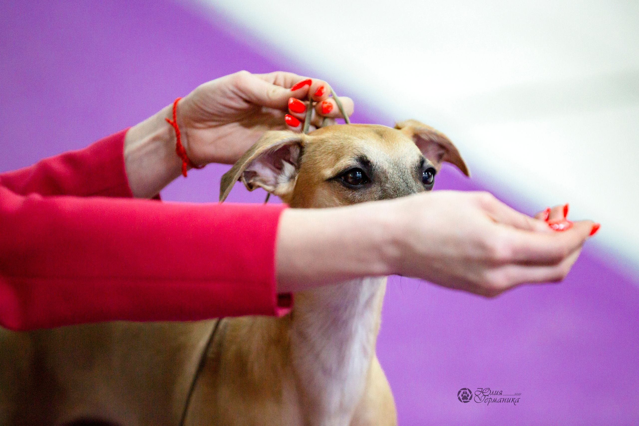 Чайна-Таун 24 и 27 марта 2022. Фотограф-анималист Юлия Германика