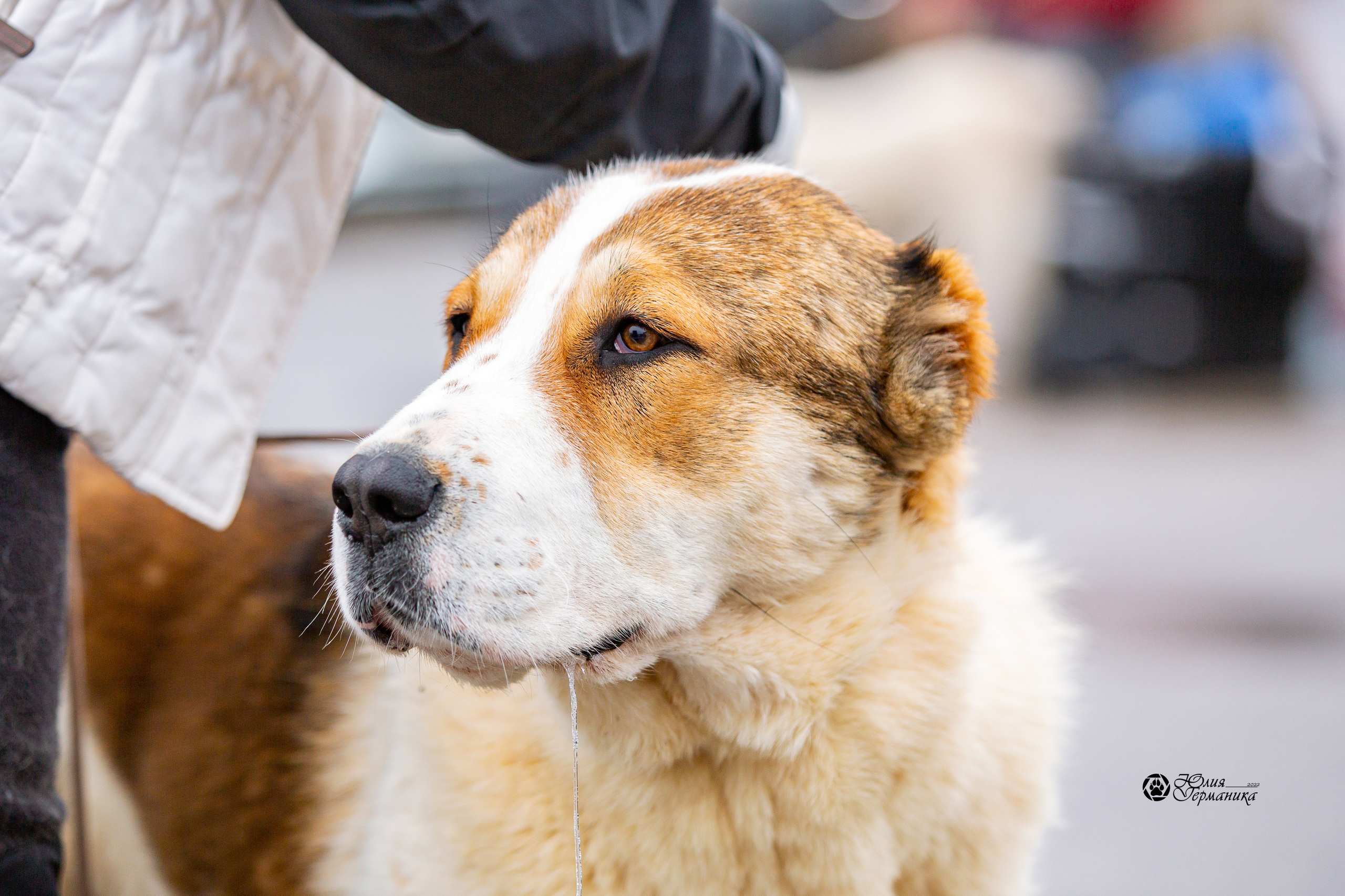 2хМОНО САО Рязань 02 апреля 2022. Фотограф-анималист Юлия Германика