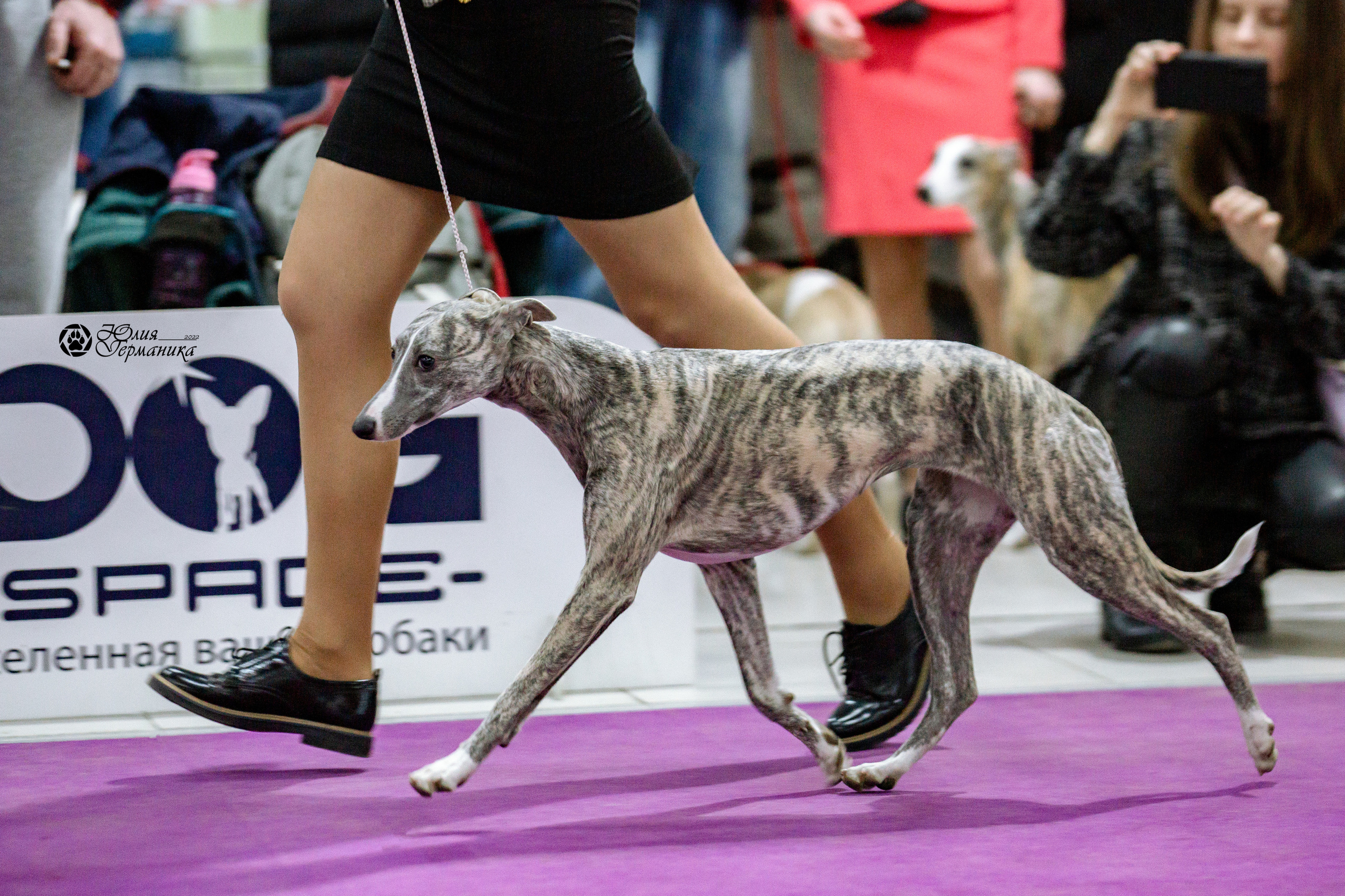 Чайна-Таун 13 и 20 марта 2022. Фотограф-анималист Юлия Германика