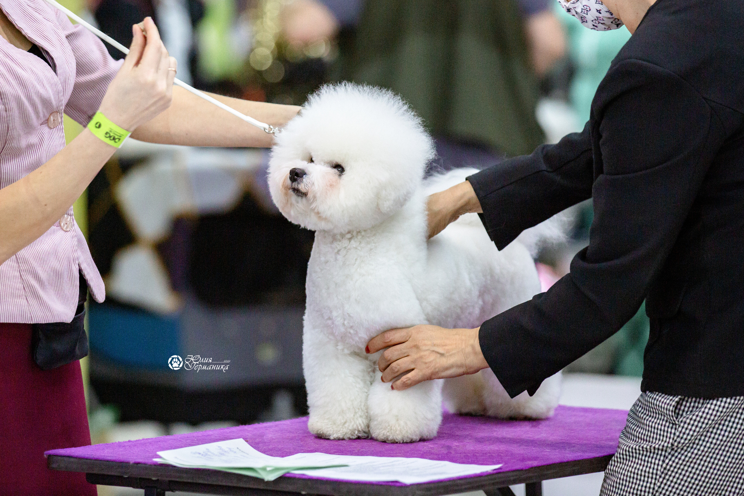 Чайна-Таун 12-13 февраля 2022. Фотограф-анималист Юлия Германика