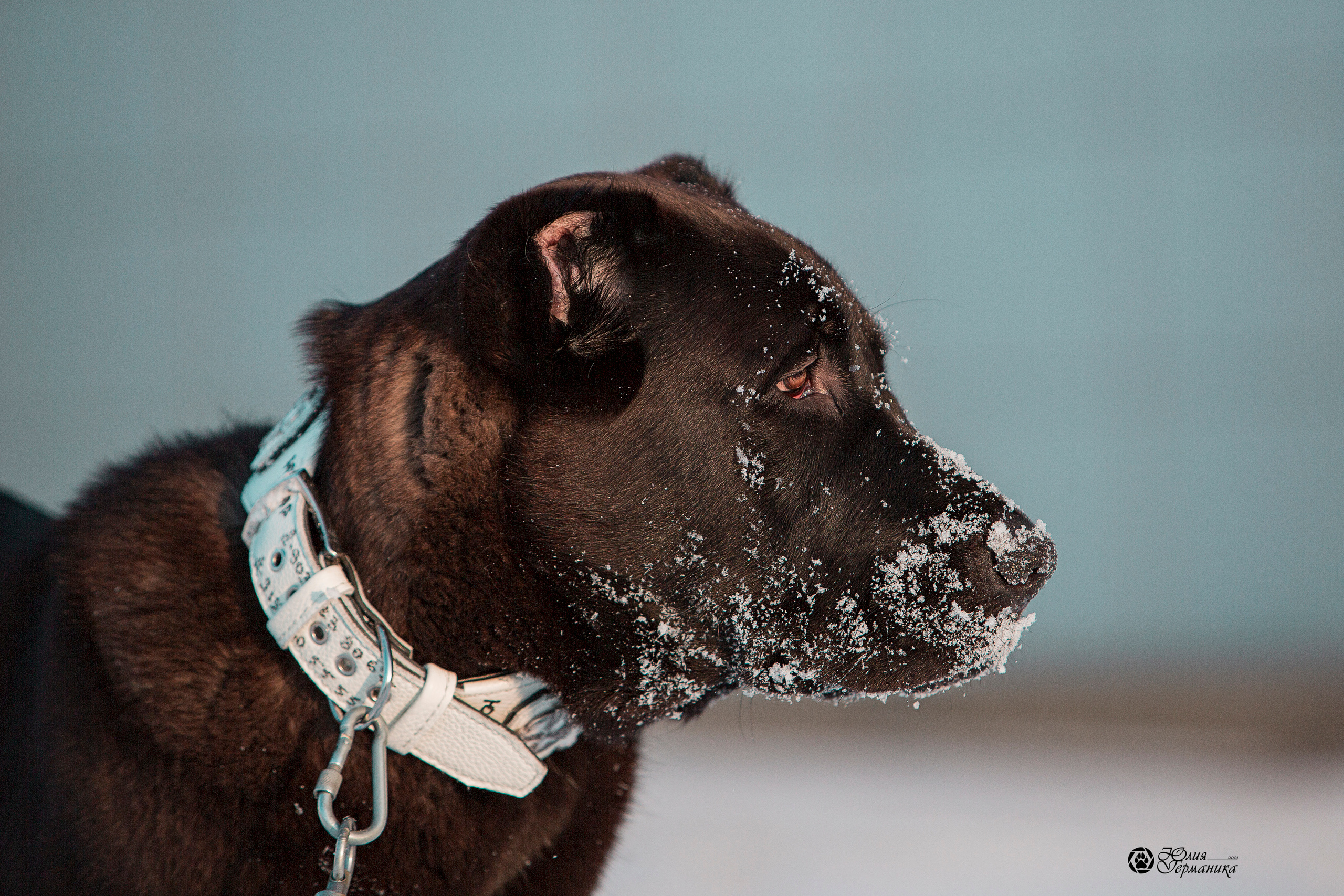 Свободная съемка. Фотограф-анималист Юлия Германика