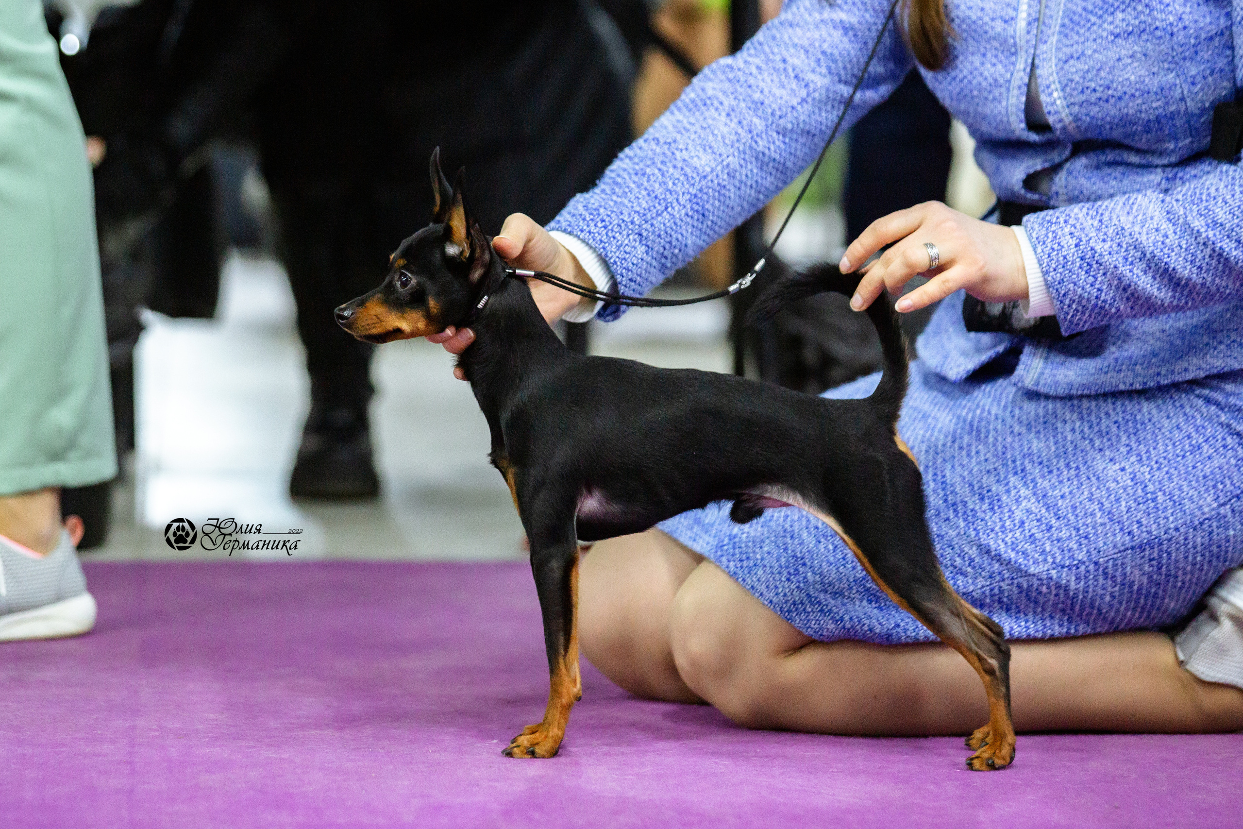 Чайна-Таун 27 февраля 2022. Фотограф-анималист Юлия Германика