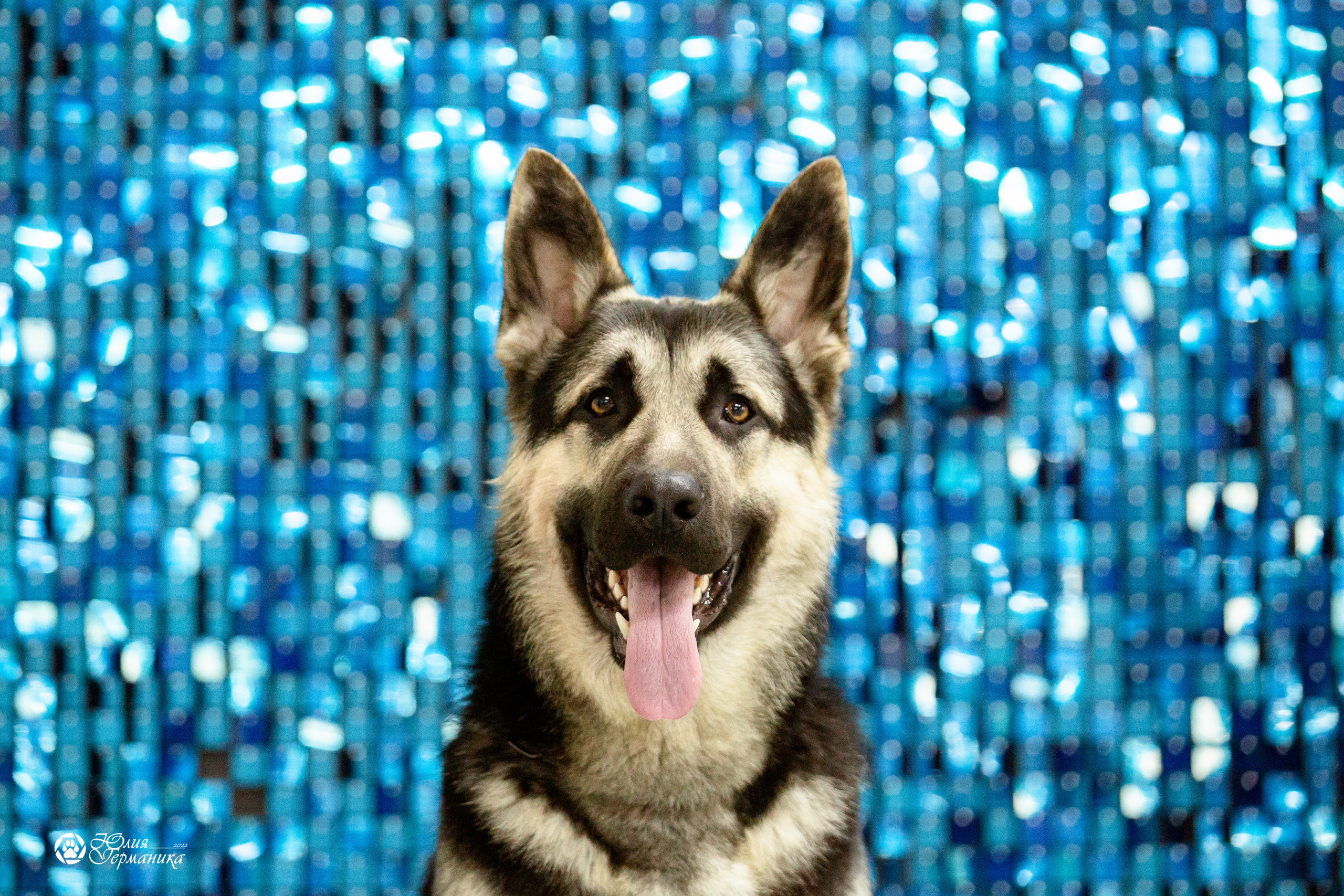 Чайна-Таун 12-13 февраля 2022. Фотограф-анималист Юлия Германика