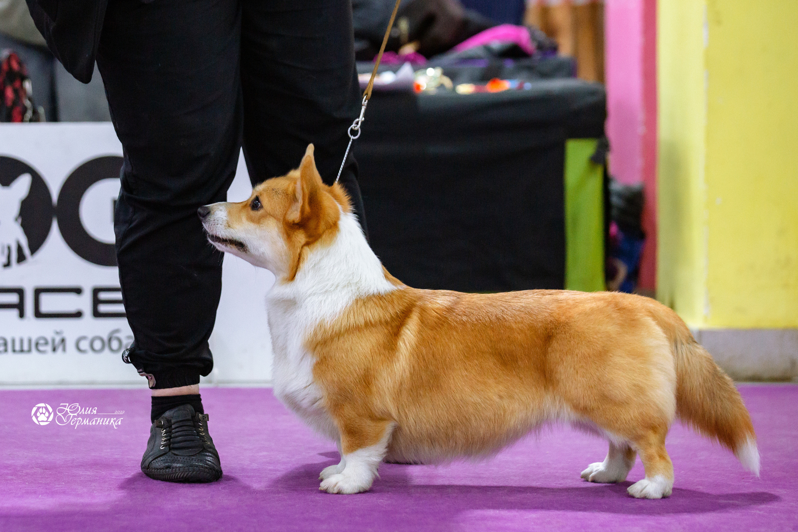Чайна-Таун 23 февраля 2022. Фотограф-анималист Юлия Германика