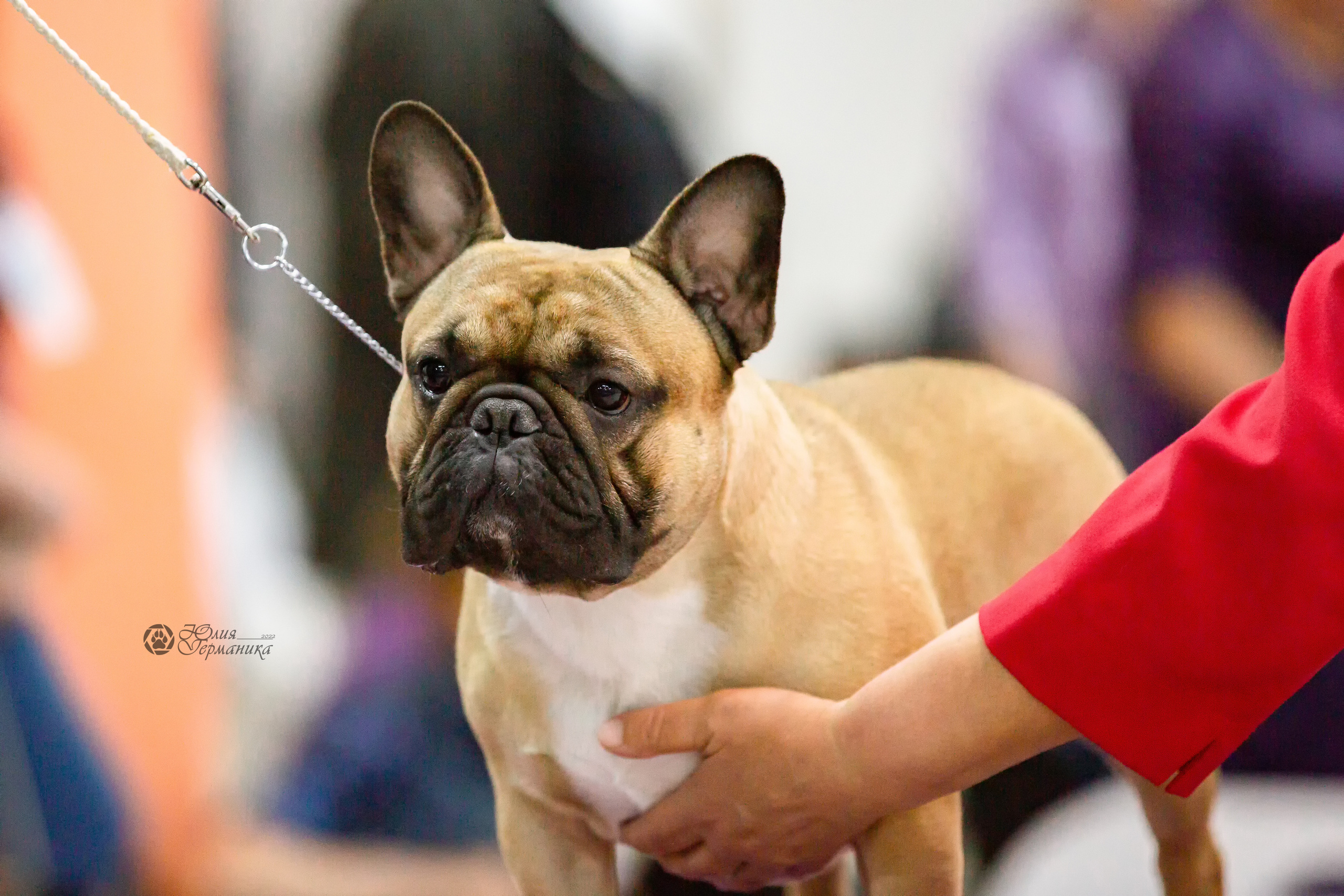 Чайна-Таун 24 и 27 марта 2022. Фотограф-анималист Юлия Германика