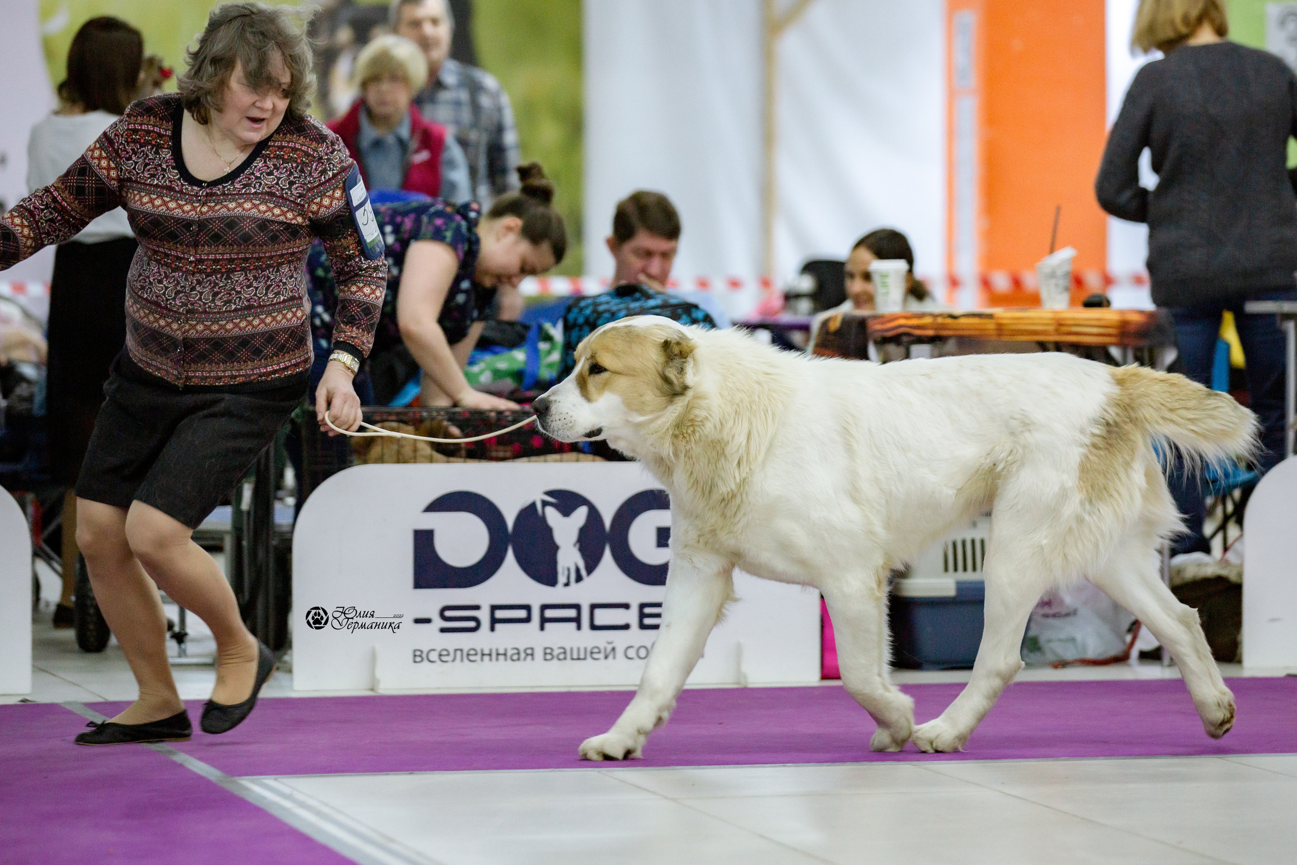 Чайна-Таун 13 и 20 марта 2022. Фотограф-анималист Юлия Германика