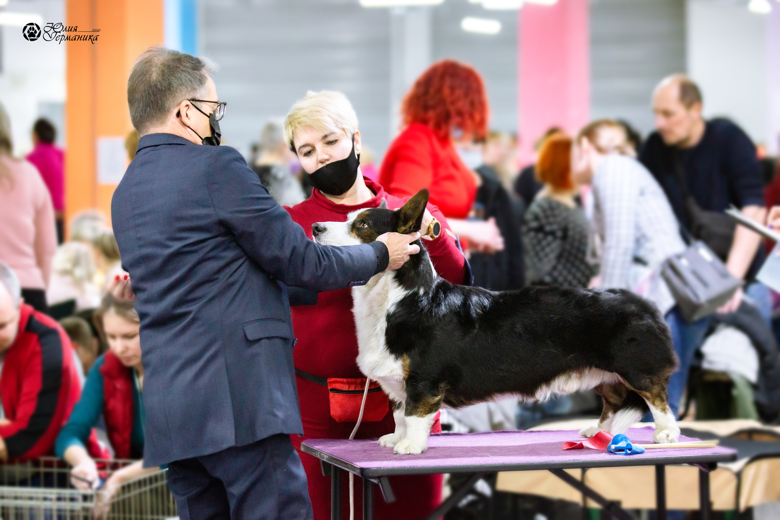 Чайна-Таун 27 февраля 2022. Фотограф-анималист Юлия Германика