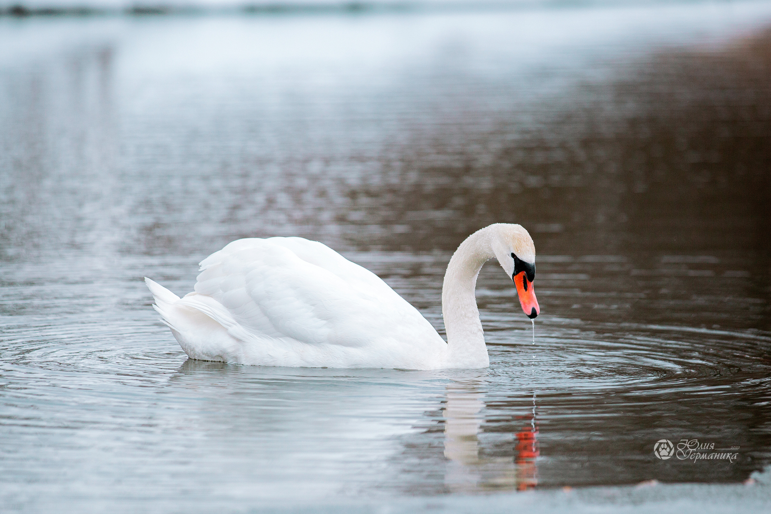 Минск 2хCACIB 5-6 марта 2022. Фотограф-анималист Юлия Германика