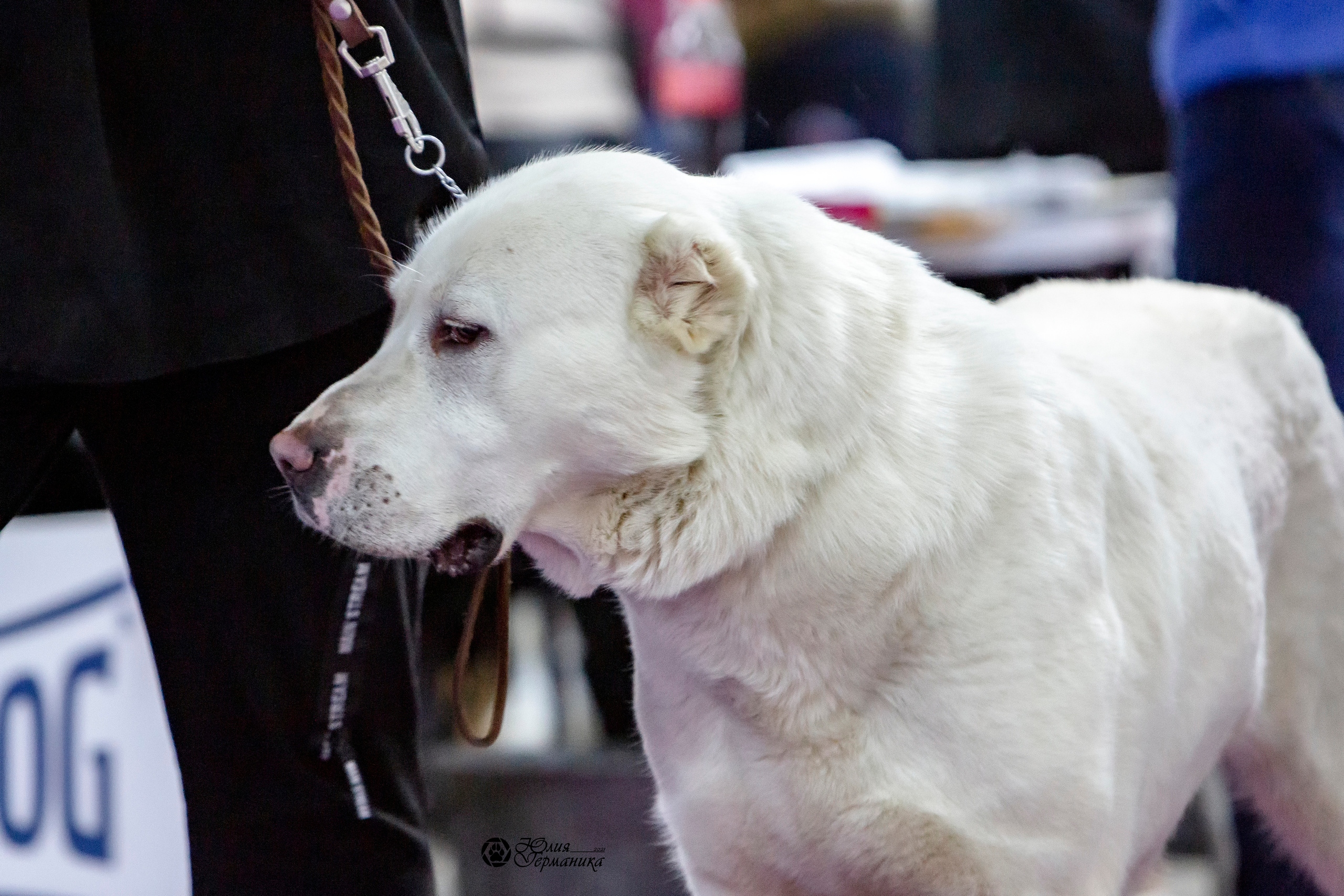Чайна-Таун 18,26 и 29 декабря 2021. Фотограф-анималист Юлия Германика
