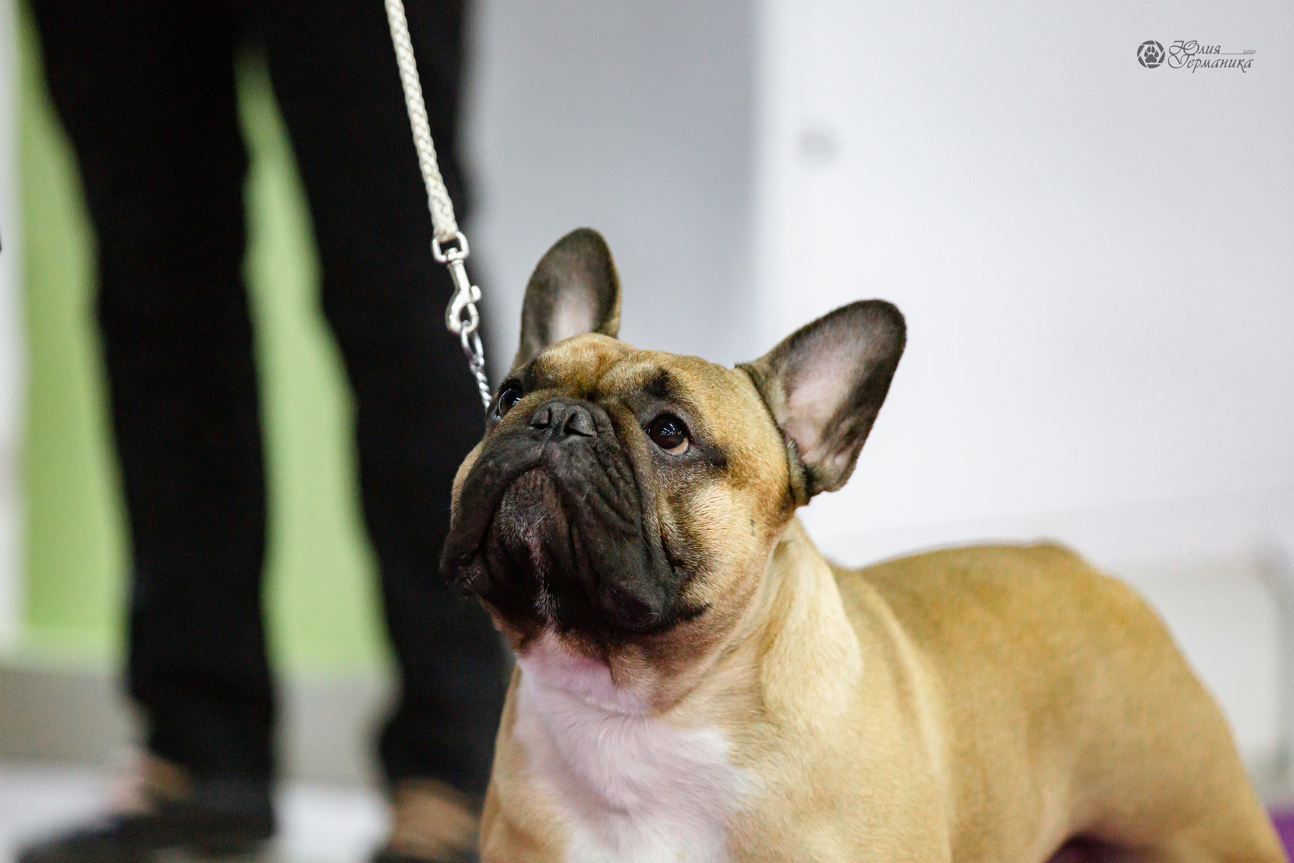 Чайна-Таун 24 и 27 марта 2022. Фотограф-анималист Юлия Германика