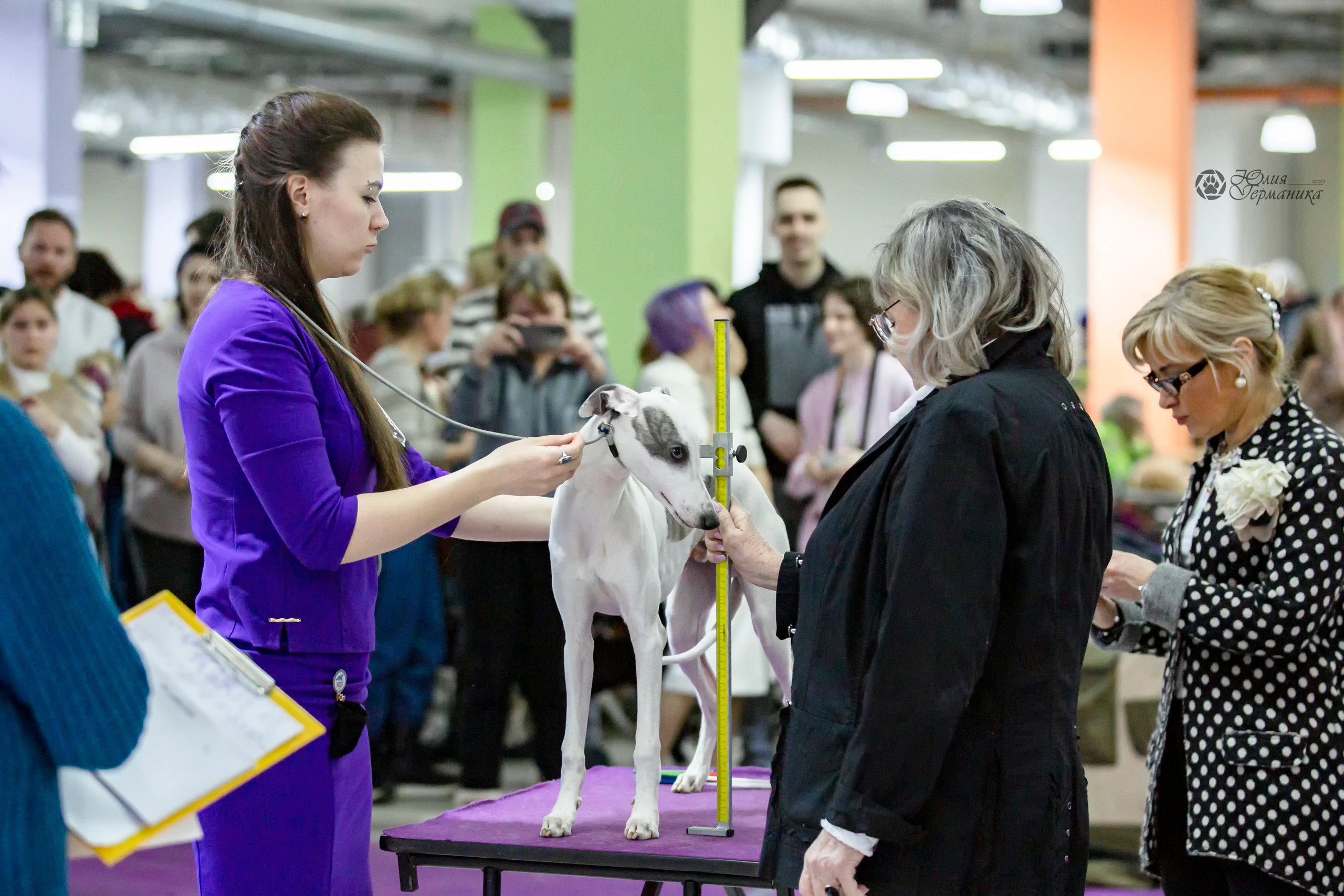 Чайна-Таун 24 и 27 марта 2022. Фотограф-анималист Юлия Германика