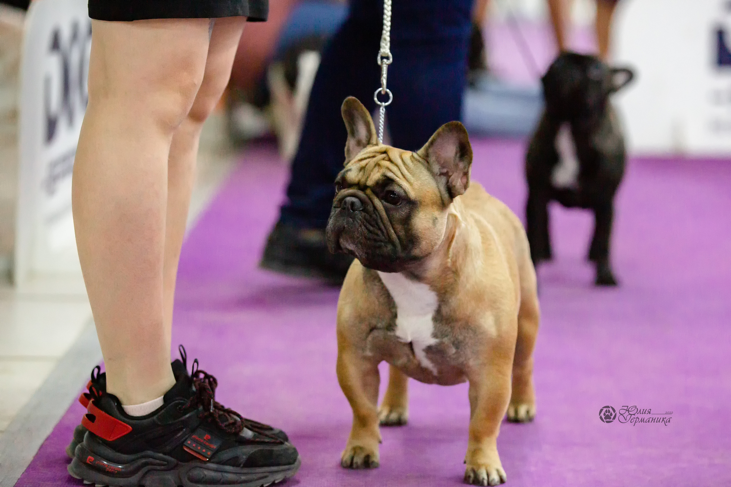 Чайна-Таун 24 и 27 марта 2022. Фотограф-анималист Юлия Германика