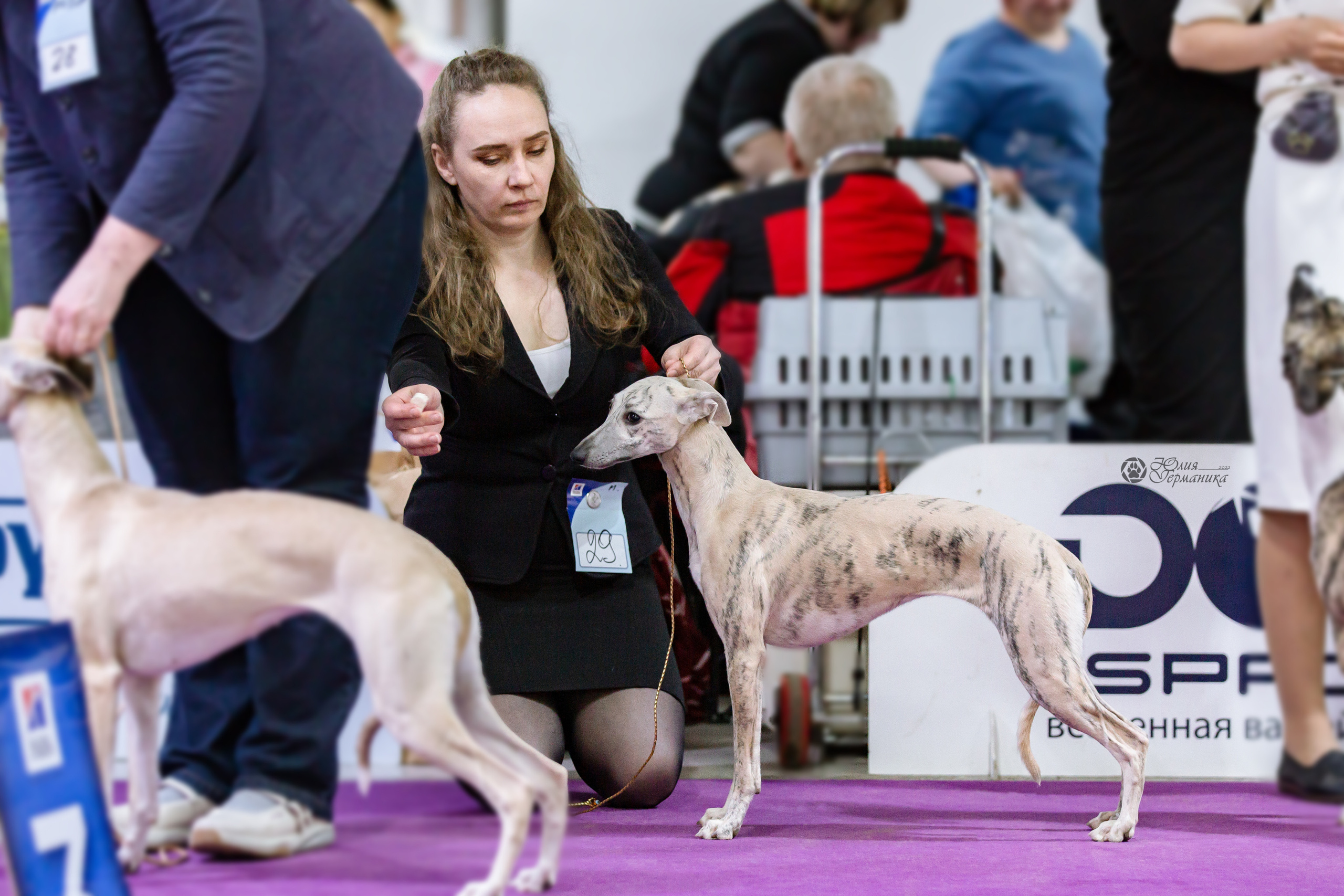 Чайна-Таун 24 и 27 марта 2022. Фотограф-анималист Юлия Германика