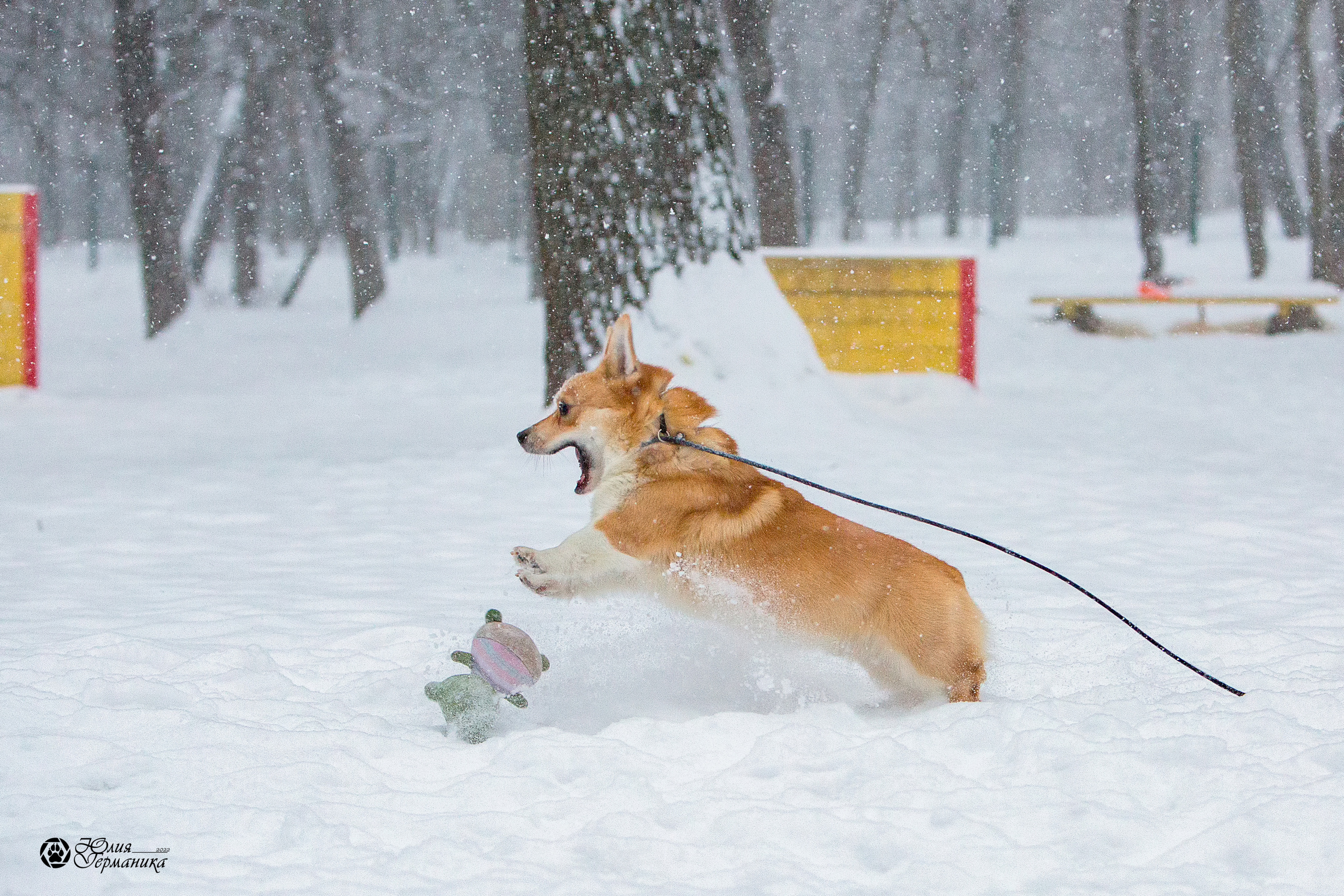 Свободная съемка. Фотограф-анималист Юлия Германика