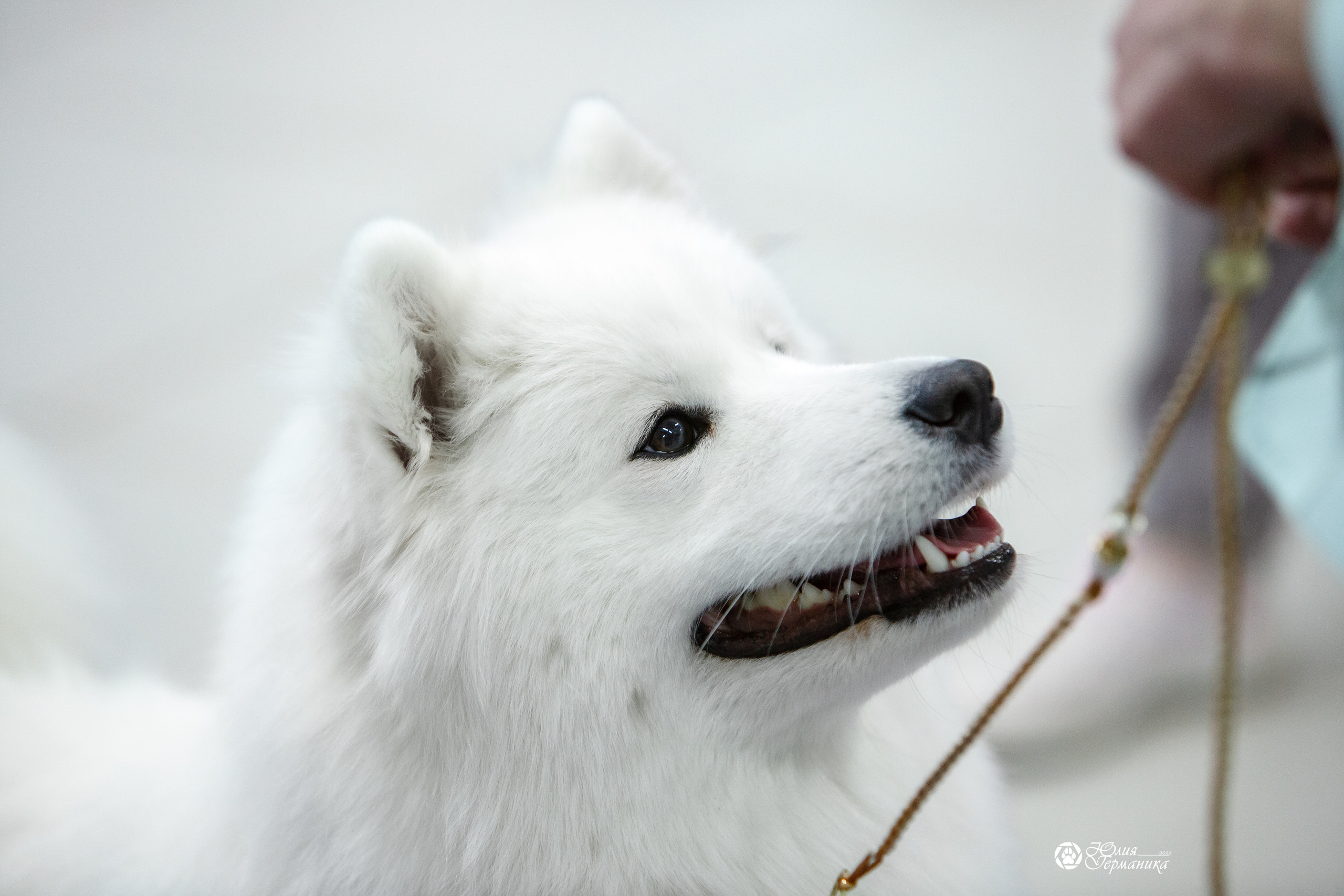 Чайна-Таун 18,26 и 29 декабря 2021. Фотограф-анималист Юлия Германика