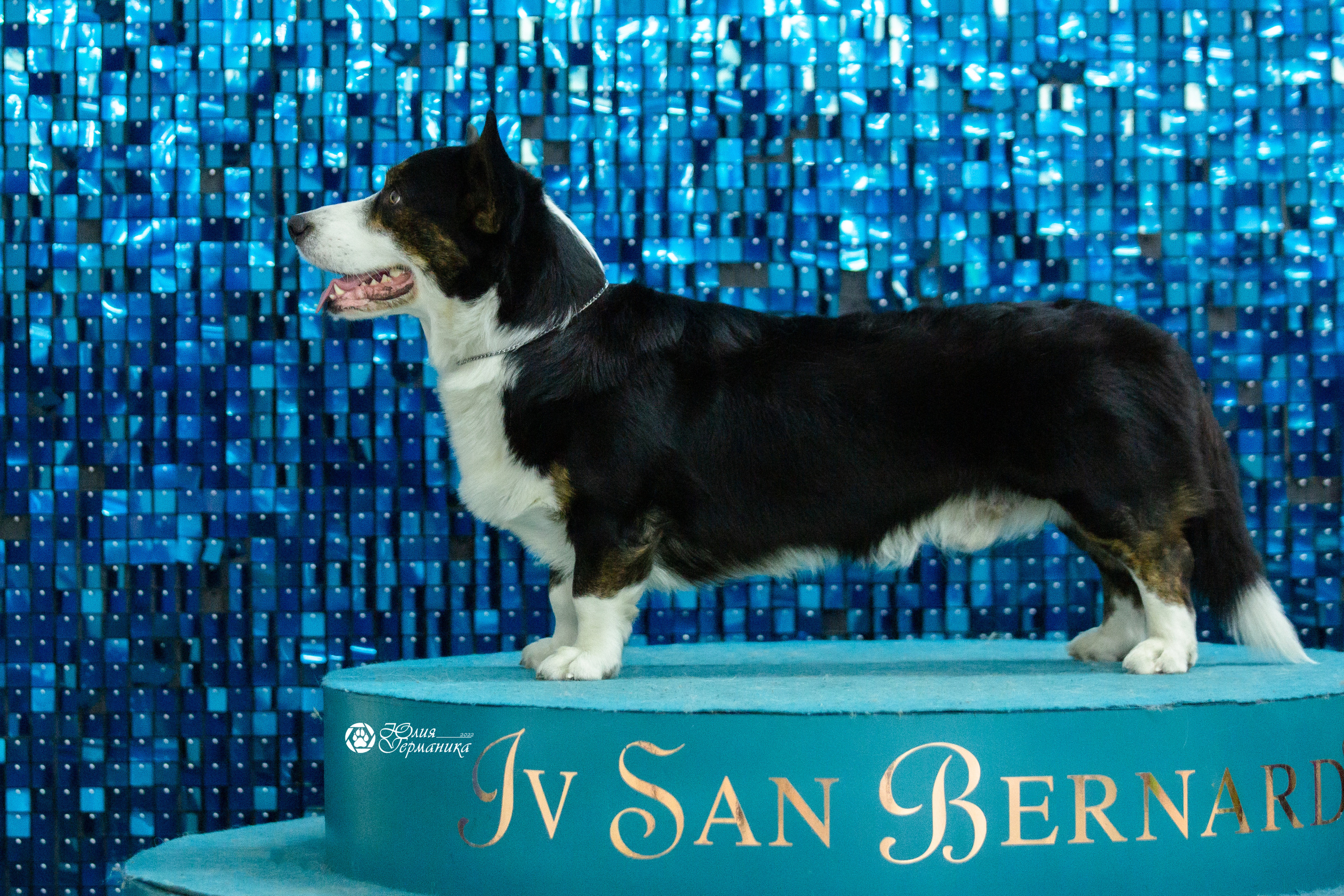 Чайна-Таун 27 февраля 2022. Фотограф-анималист Юлия Германика