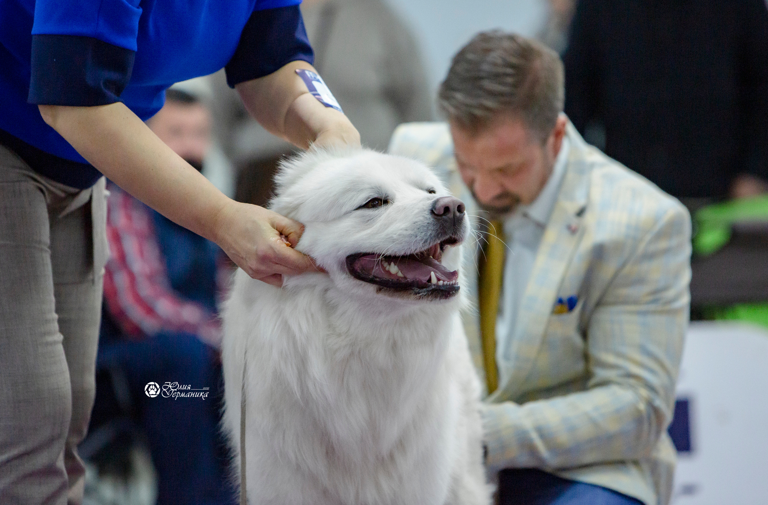 Чайна-Таун 18,26 и 29 декабря 2021. Фотограф-анималист Юлия Германика