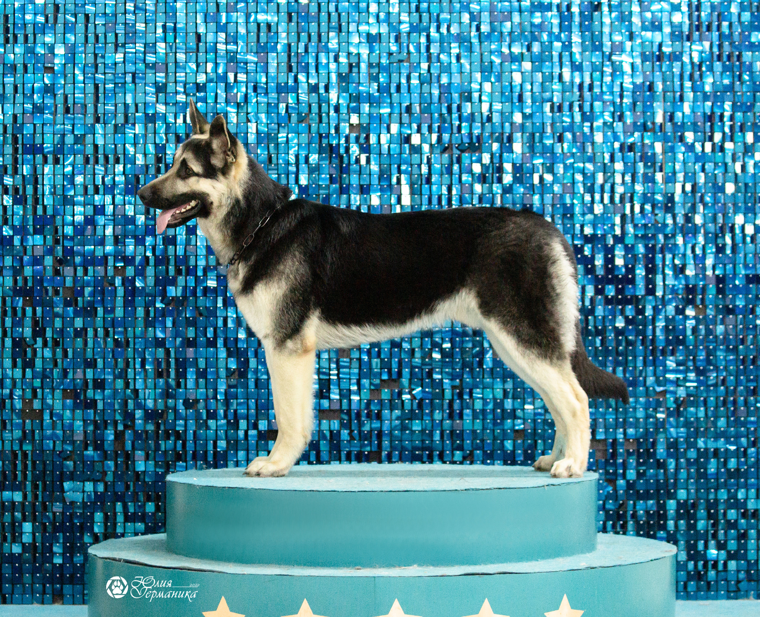 Чайна-Таун 12-13 февраля 2022. Фотограф-анималист Юлия Германика