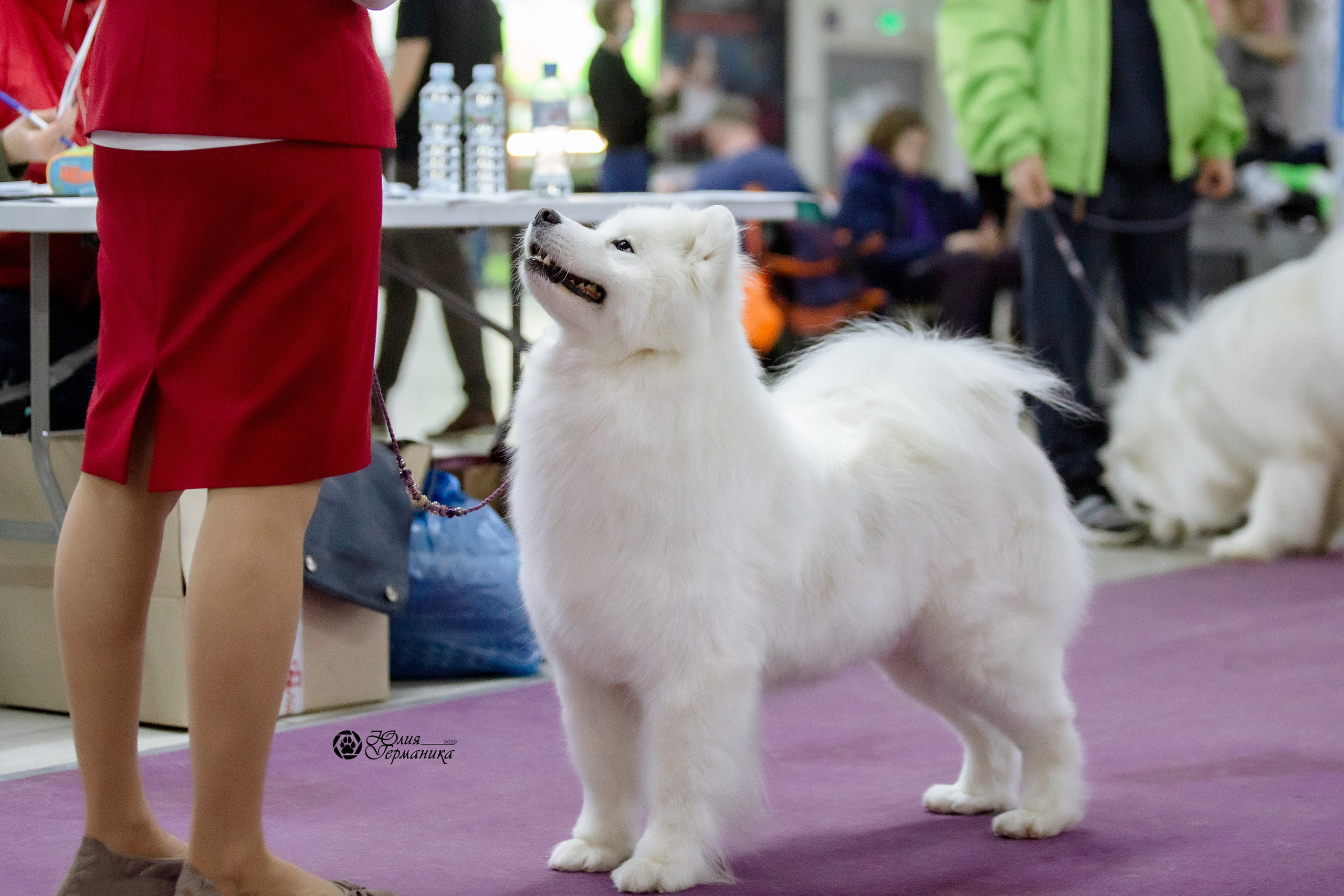 Чайна-Таун 23 февраля 2022. Фотограф-анималист Юлия Германика
