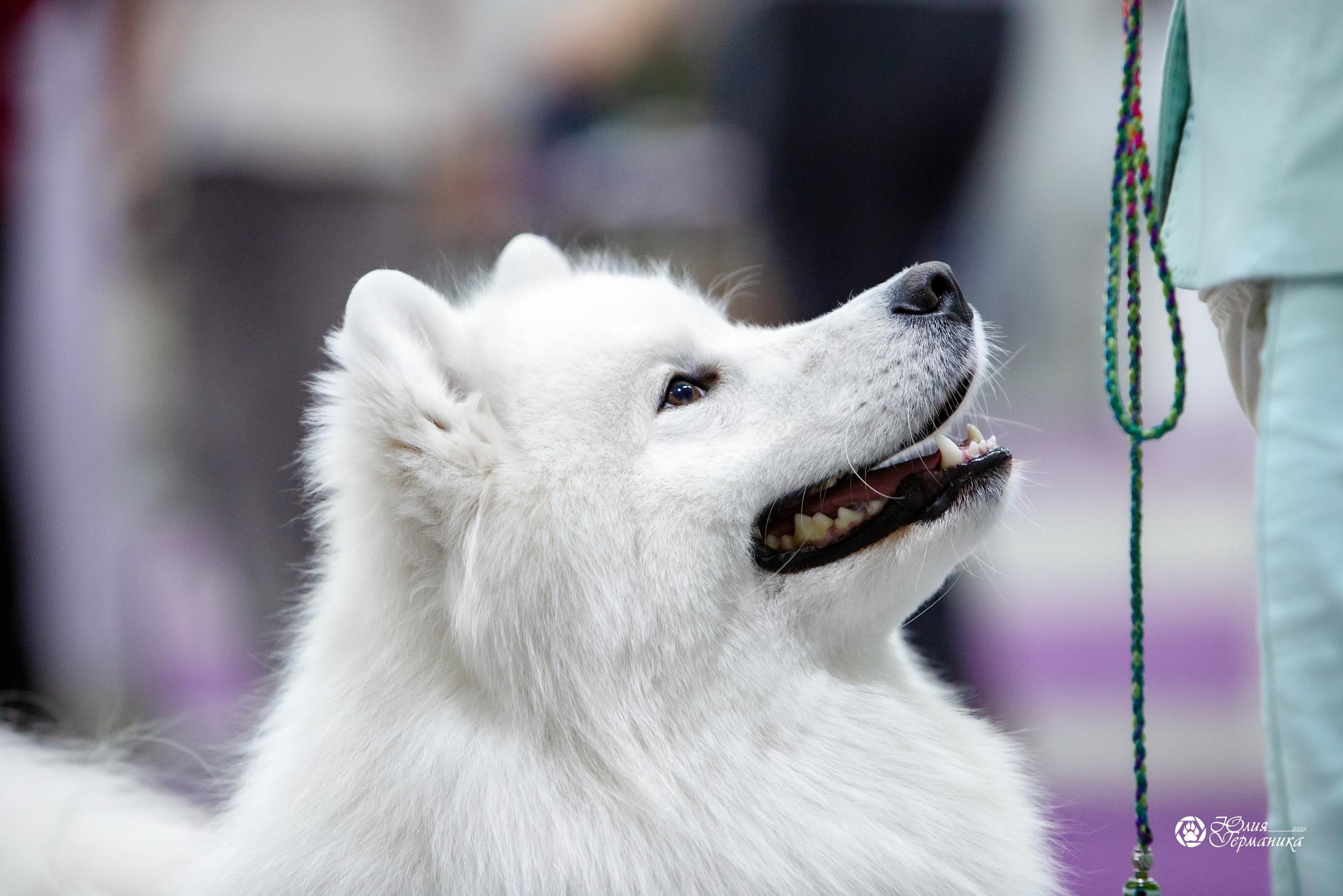 Чайна-Таун 18,26 и 29 декабря 2021. Фотограф-анималист Юлия Германика