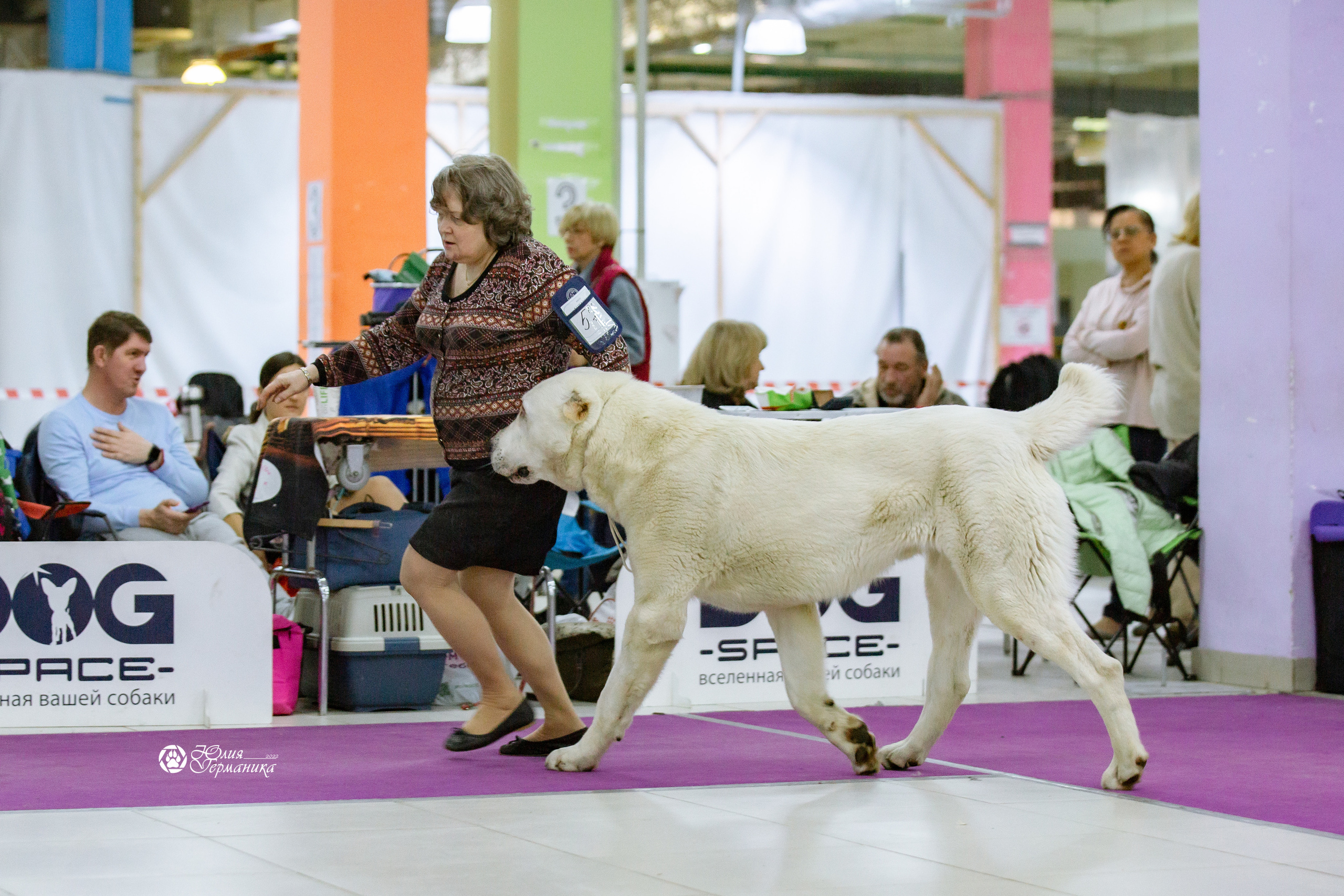 Чайна-Таун 13 и 20 марта 2022. Фотограф-анималист Юлия Германика