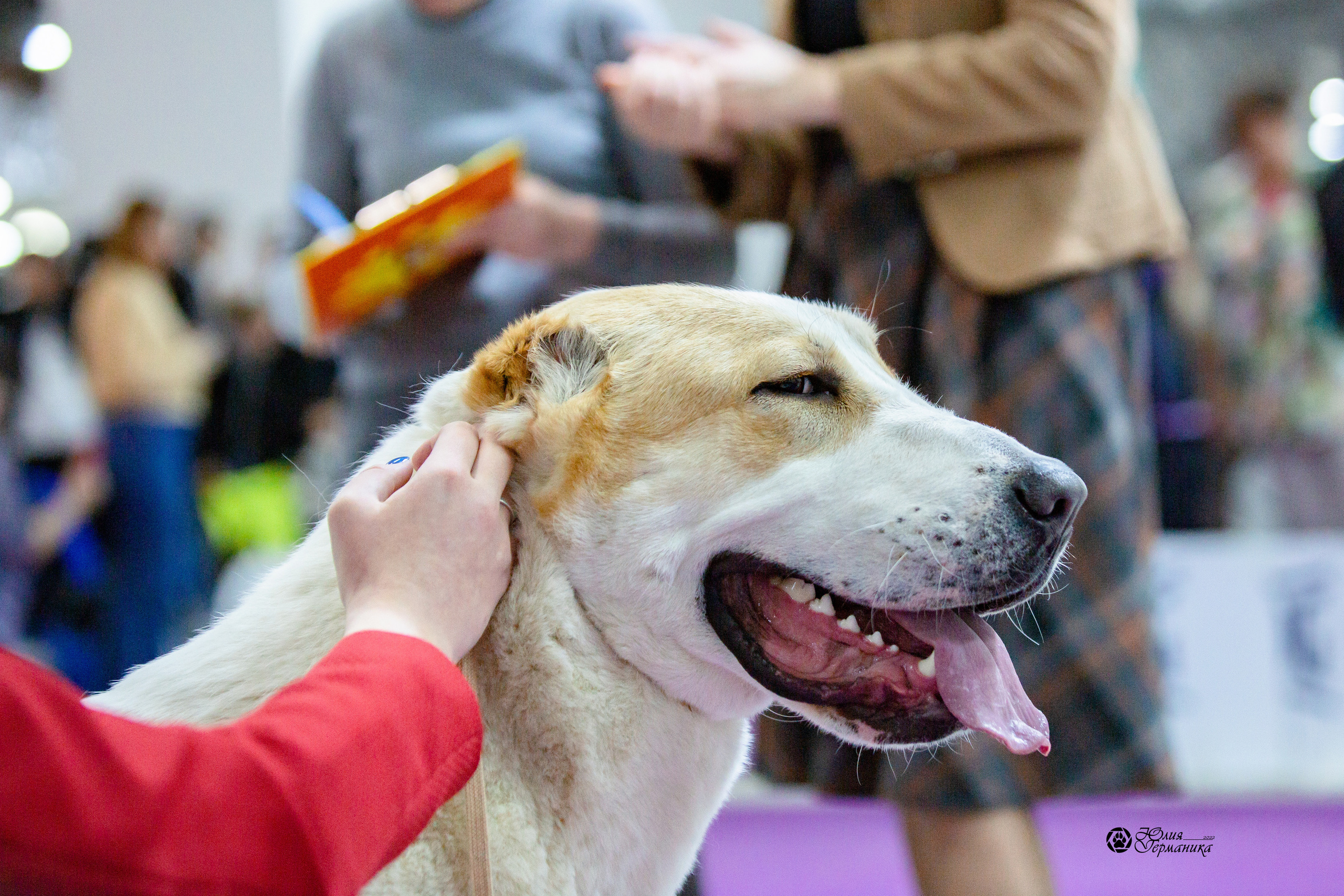 Чайна-Таун 13 и 20 марта 2022. Фотограф-анималист Юлия Германика