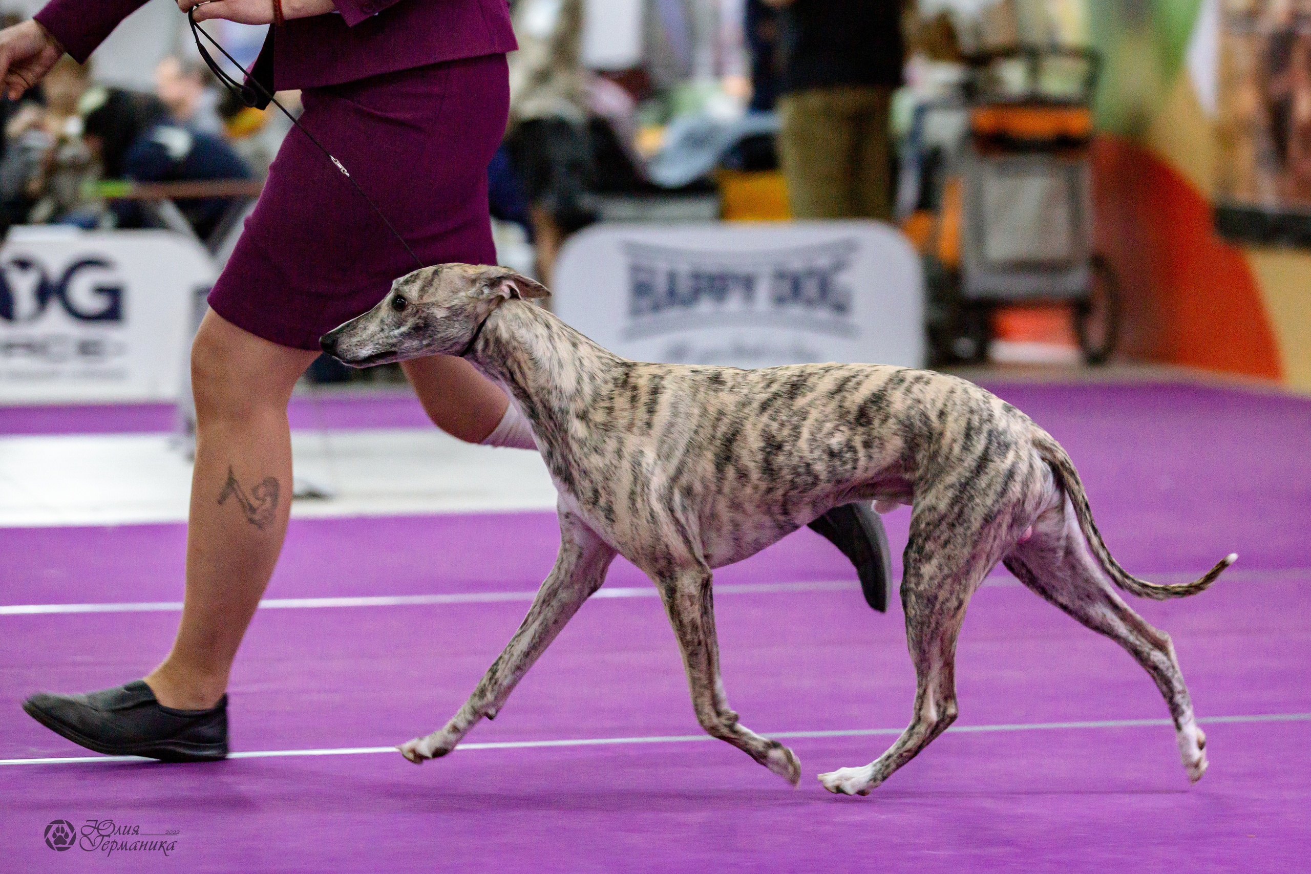 Чайна-Таун 24 и 27 марта 2022. Фотограф-анималист Юлия Германика