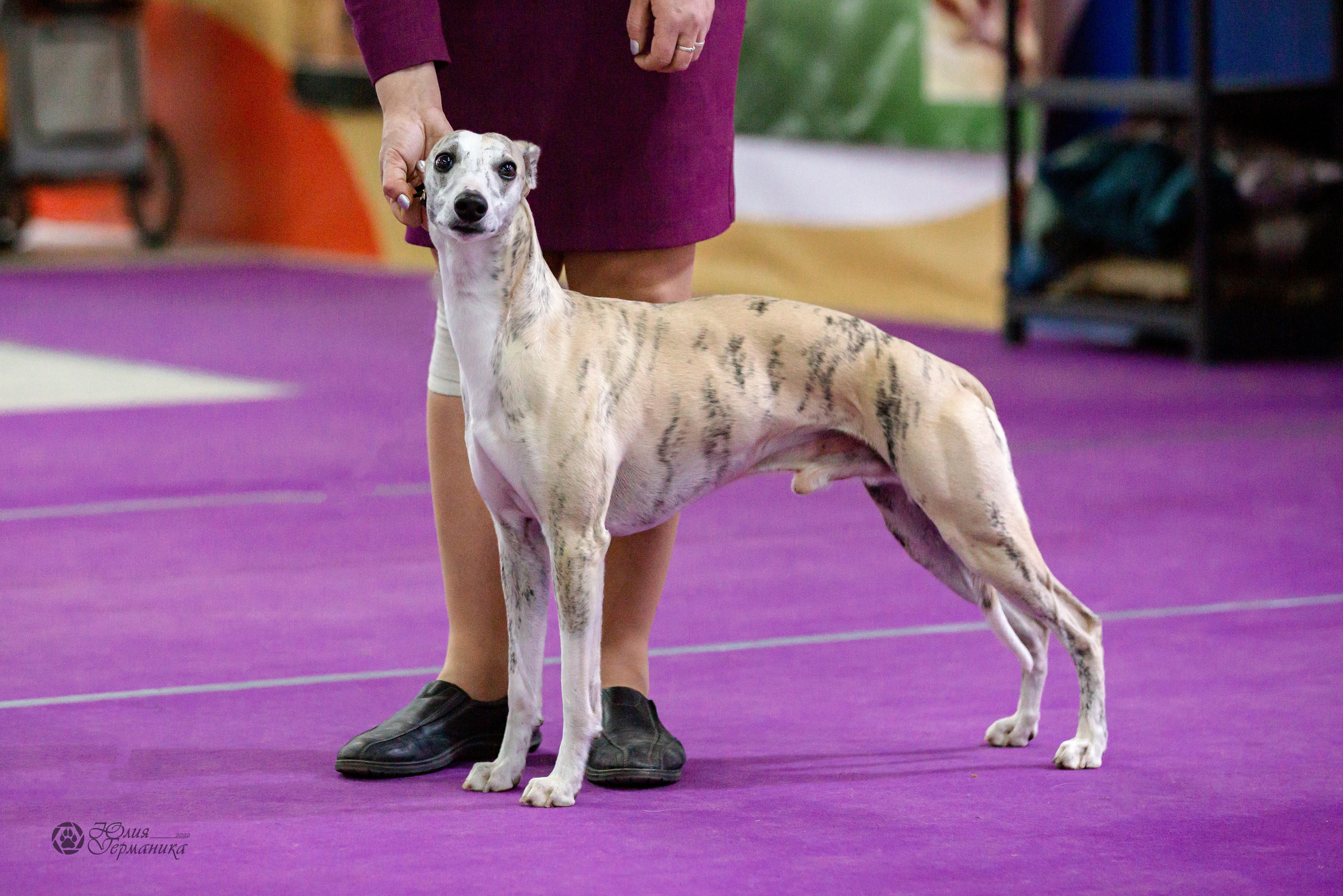 Чайна-Таун 24 и 27 марта 2022. Фотограф-анималист Юлия Германика