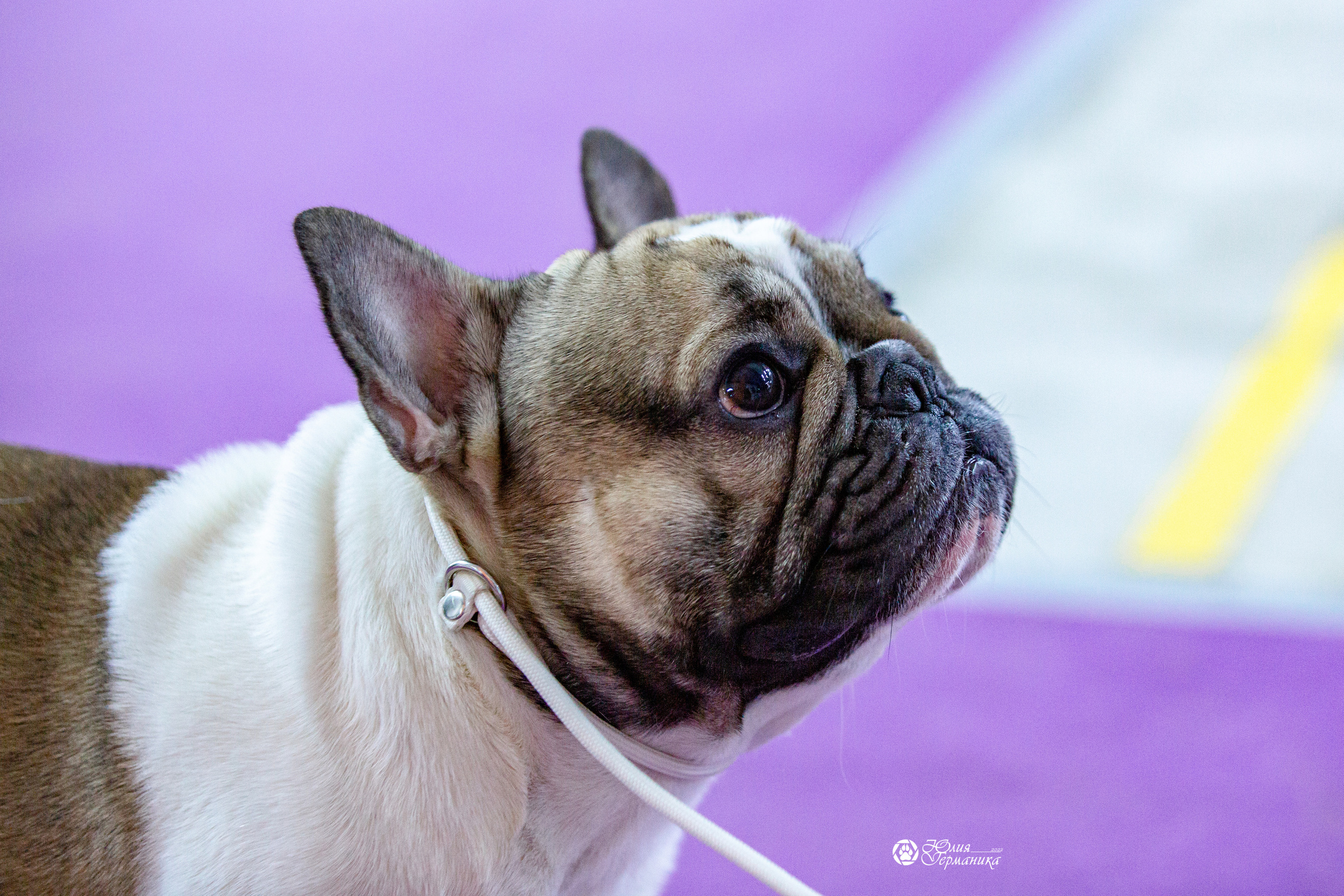 Чайна-Таун 29-30 января 2022. Фотограф-анималист Юлия Германика